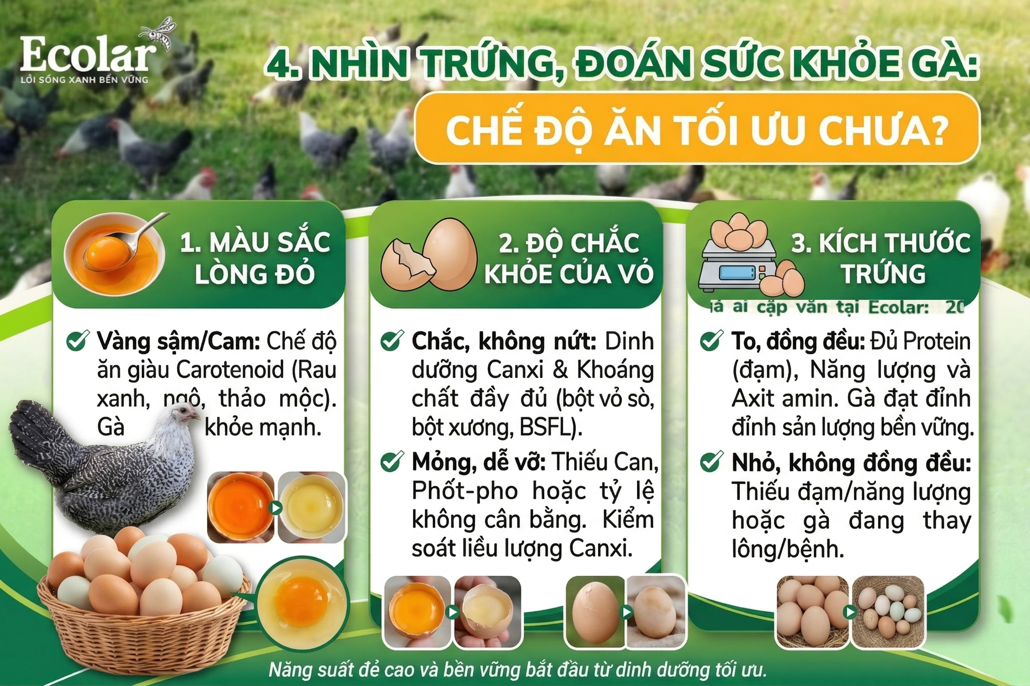 Nhìn Trứng, Đoán Sức Khỏe Gà