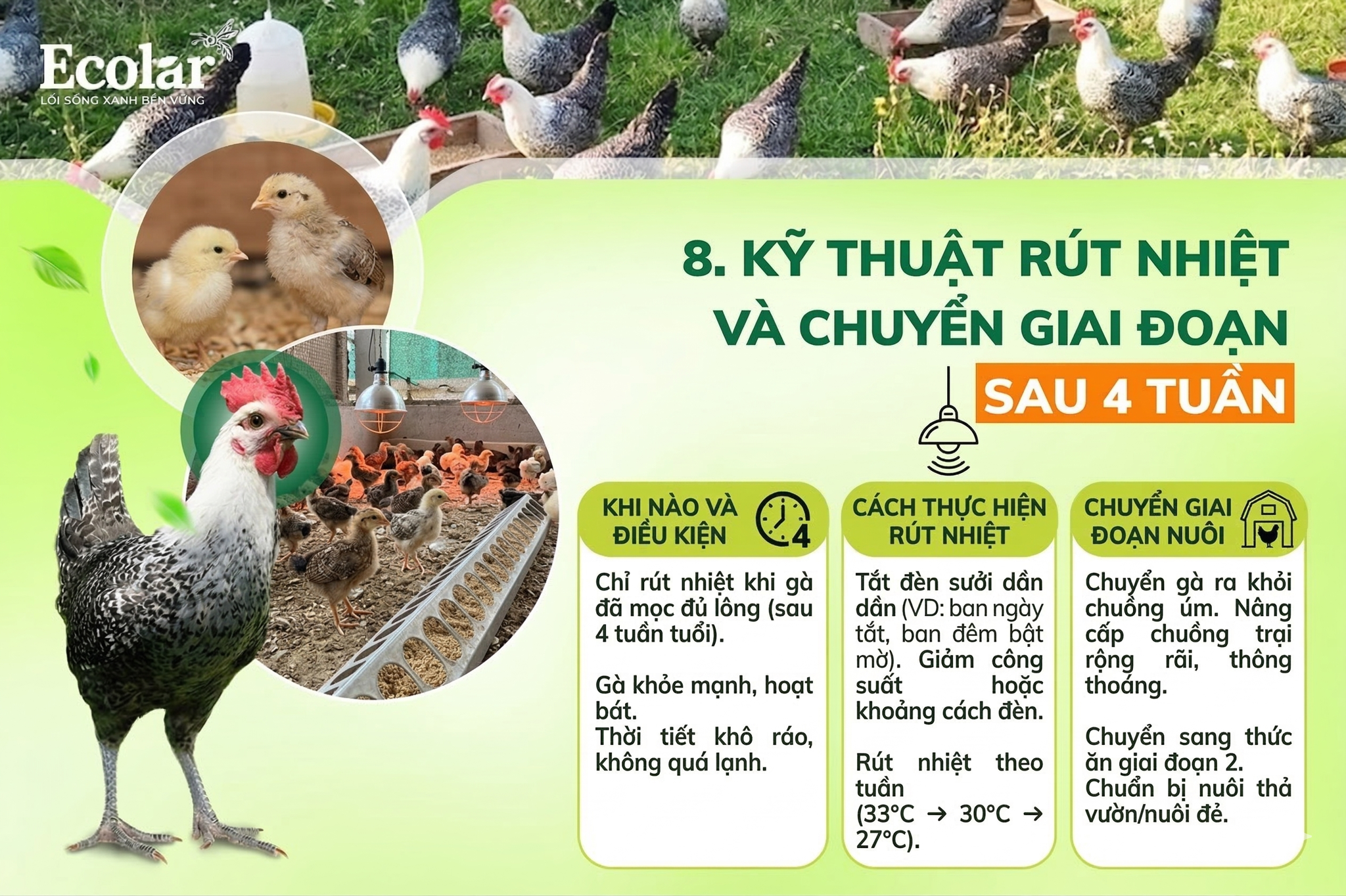 Kỹ thuật rút nhiệt và chuyển giai đoạn sau 4 tuần — khi nào và cách thực hiện
