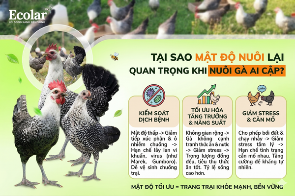 Tại sao mật độ nuôi lại quan trọng khi nuôi gà Ai Cập?
