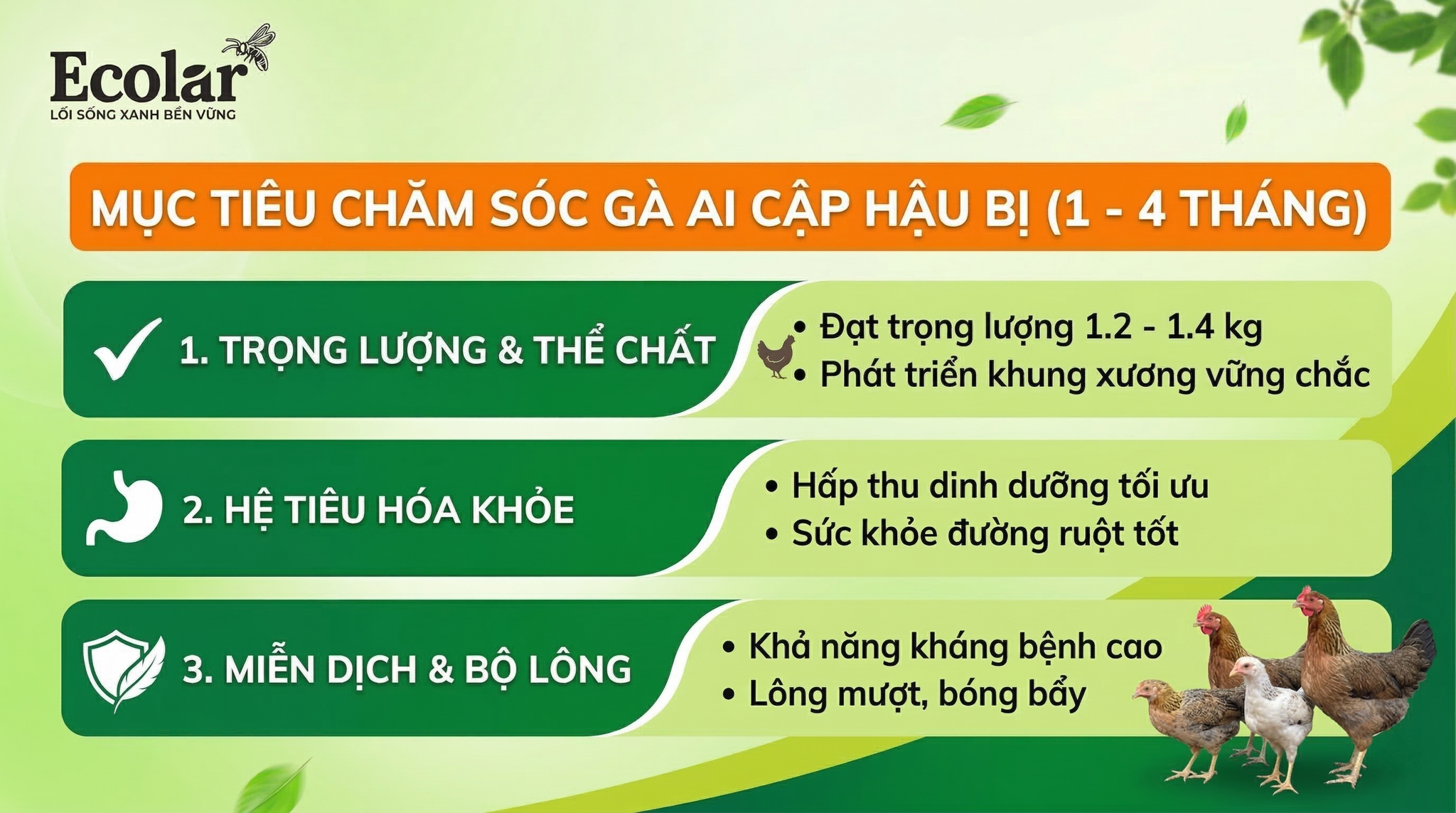 Mục tiêu rõ ràng cho gà Ai Cập hậu bị (1–4 tháng)