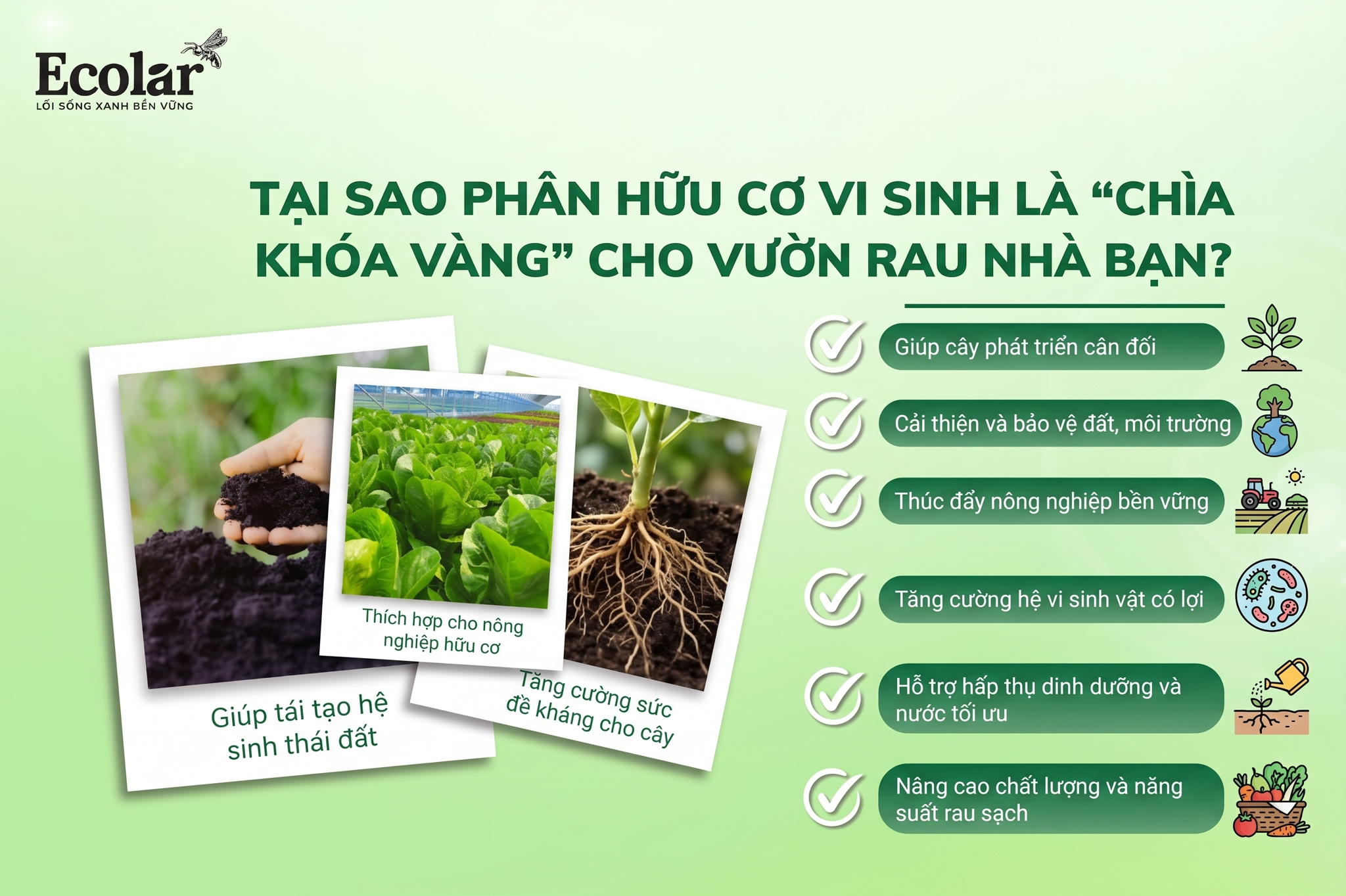 Tại Sao Phân Hữu Cơ Vi Sinh Là 'Chìa Khóa Vàng' Cho Vườn Rau Nhà Bạn?
