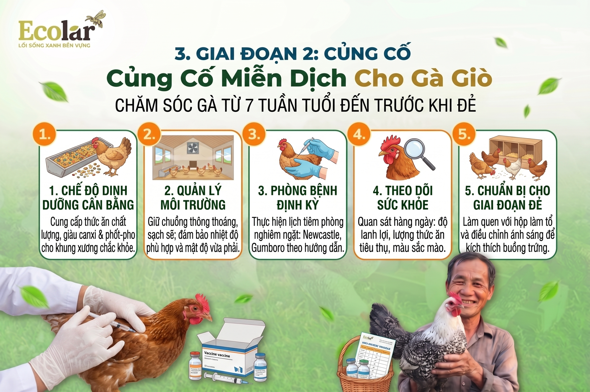 Củng Cố Miễn Dịch Cho Gà Giò (Từ 7 Tuần Tuổi Đến Trước Khi Đẻ)