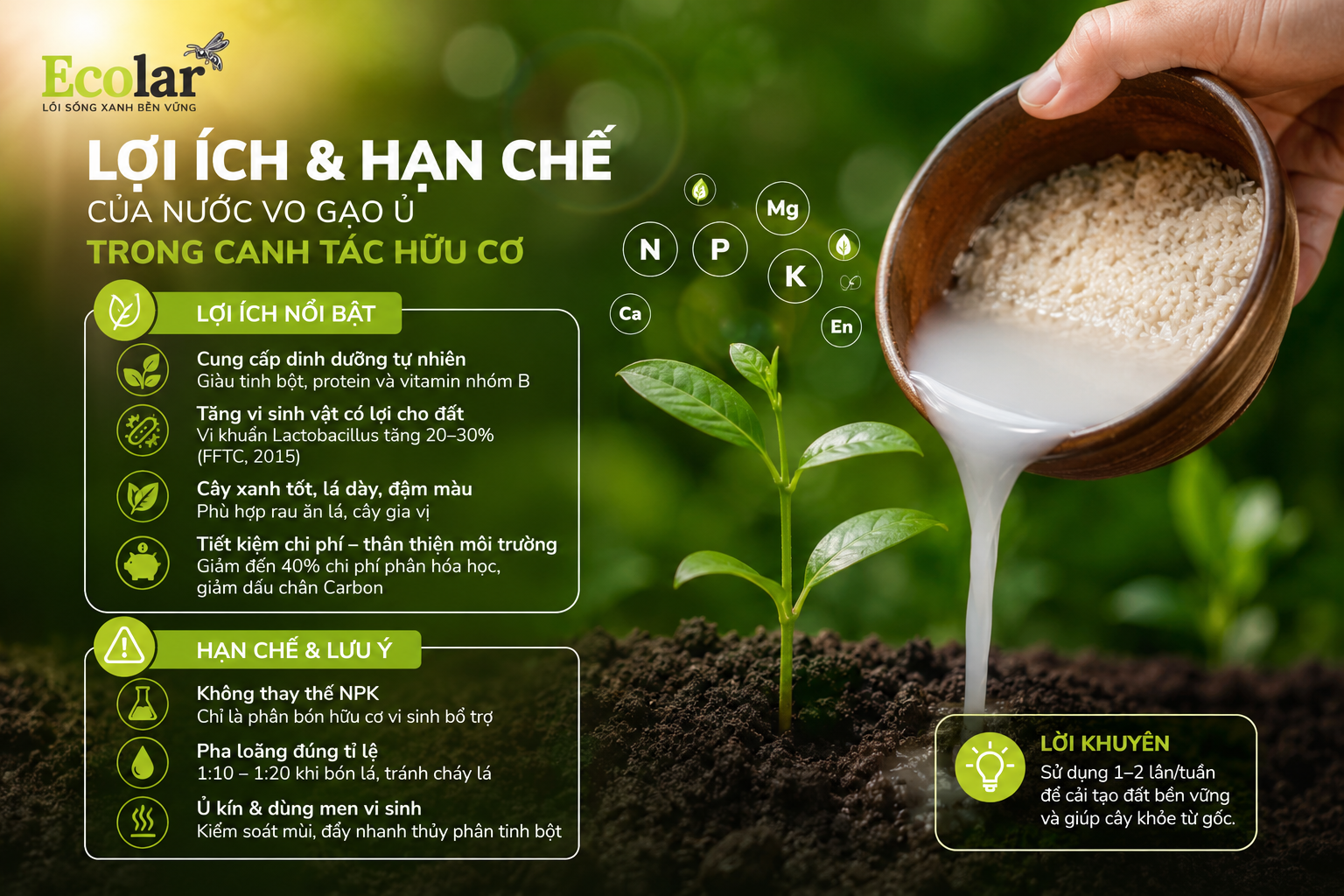 Lợi ích và hạn chế của nước vo gạo ủ trong canh tác hữu cơ