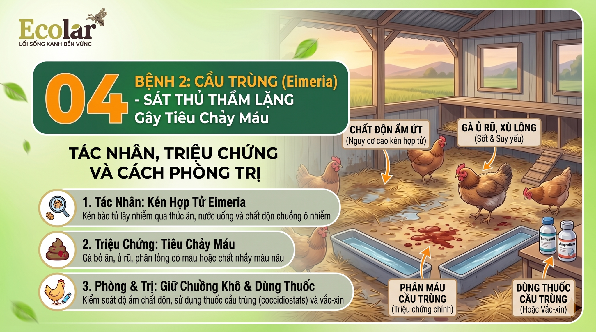Cầu Trùng (Eimeria) - Sát Thủ Thầm Lặng Gây Tiêu Chảy Máu