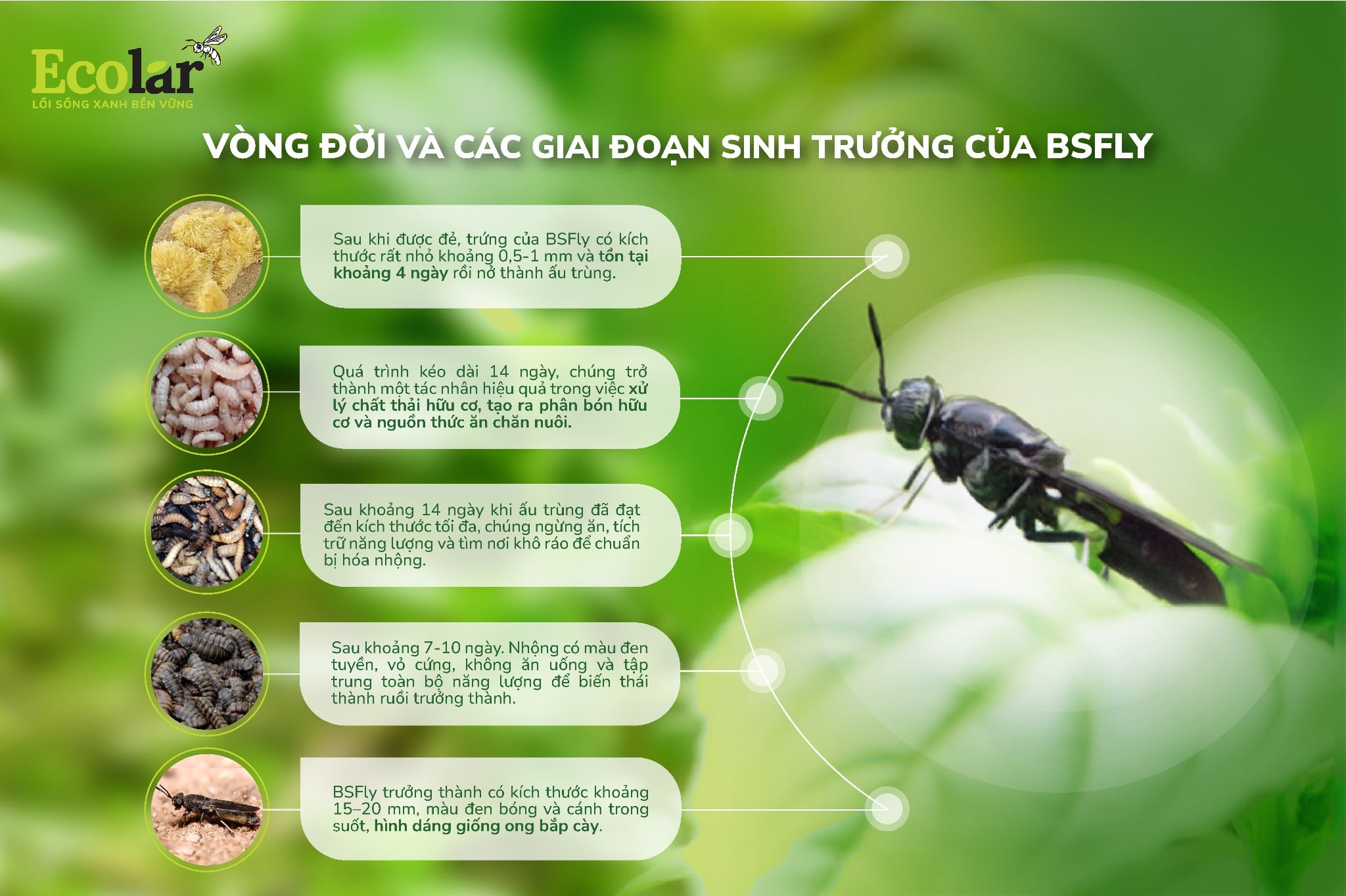 cac-giai-doan-sinh-truong-cua-bsfly-01