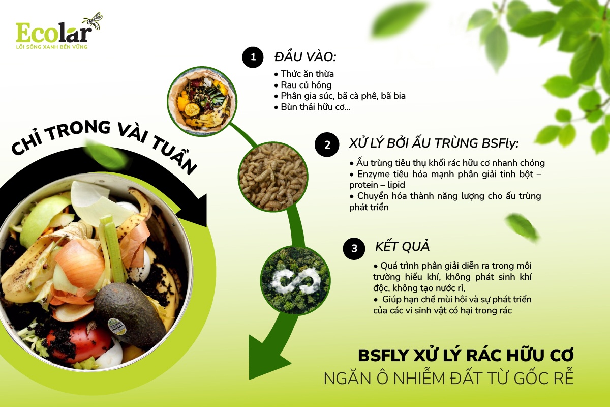 BSFly xử lý rác hữu cơ – ngăn ô nhiễm đất từ gốc rễ