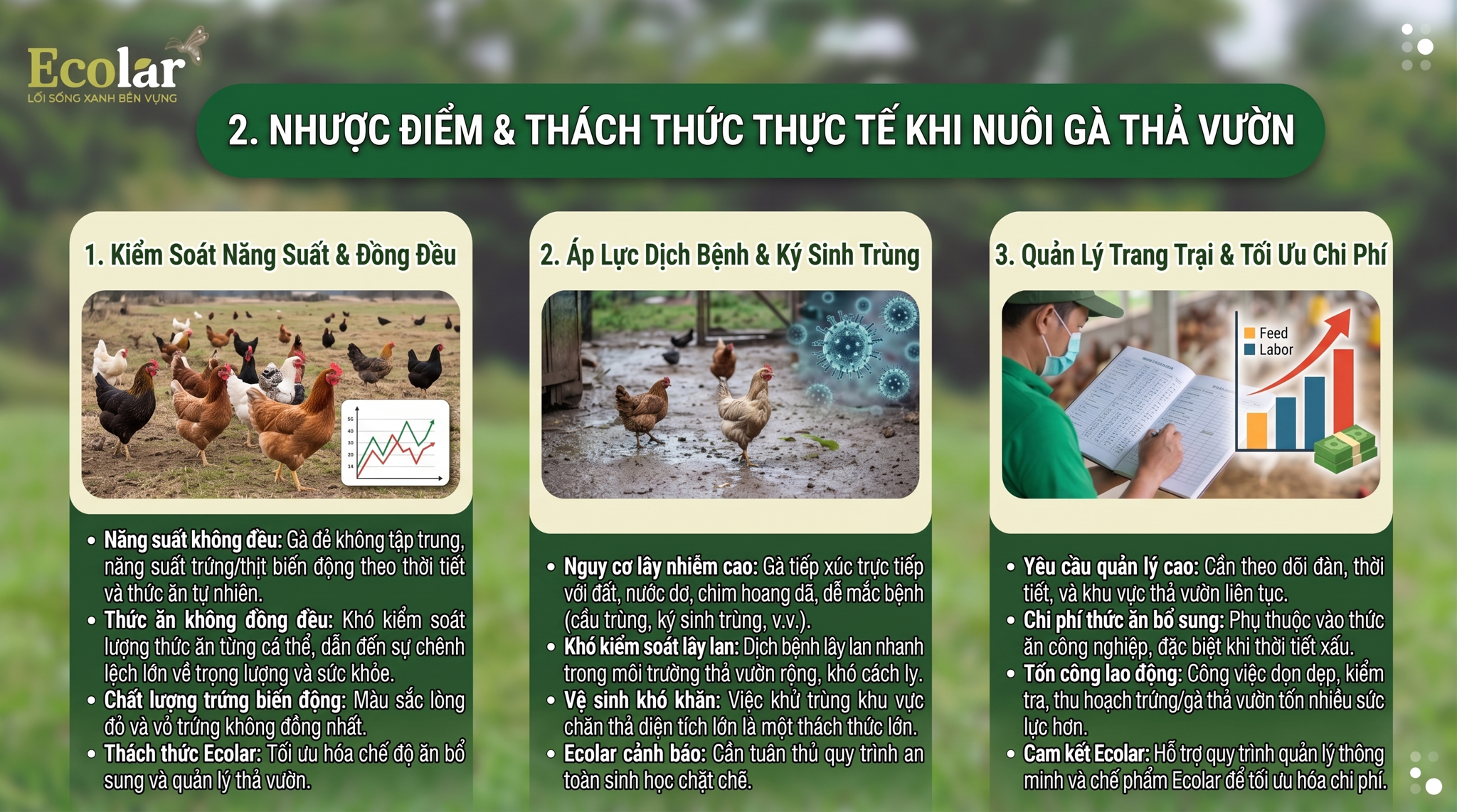 Nhược Điểm & Thách Thức Thực Tế Khi Nuôi Gà Thả Vườn