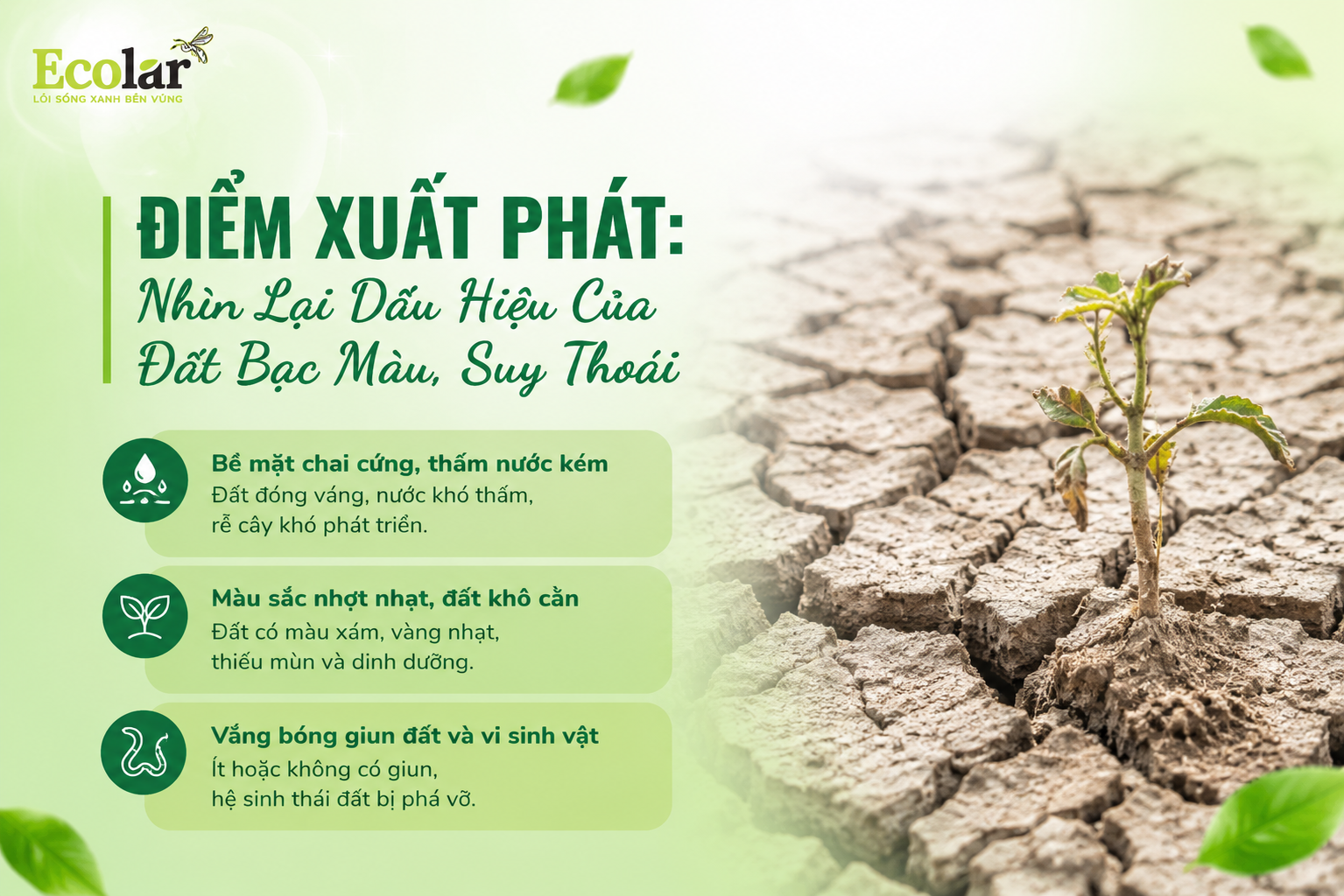 Điểm Xuất Phát: Nhìn Lại Dấu Hiệu Của Đất Bạc Màu, Suy Thoái