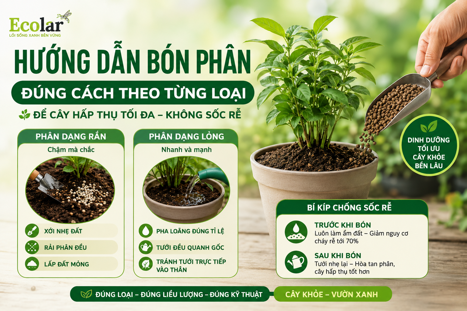 Hướng Dẫn Bón Phân Đúng Cách Theo Từng Loại (Để Cây Hấp Thụ Tối Đa, Không Sốc Rễ)