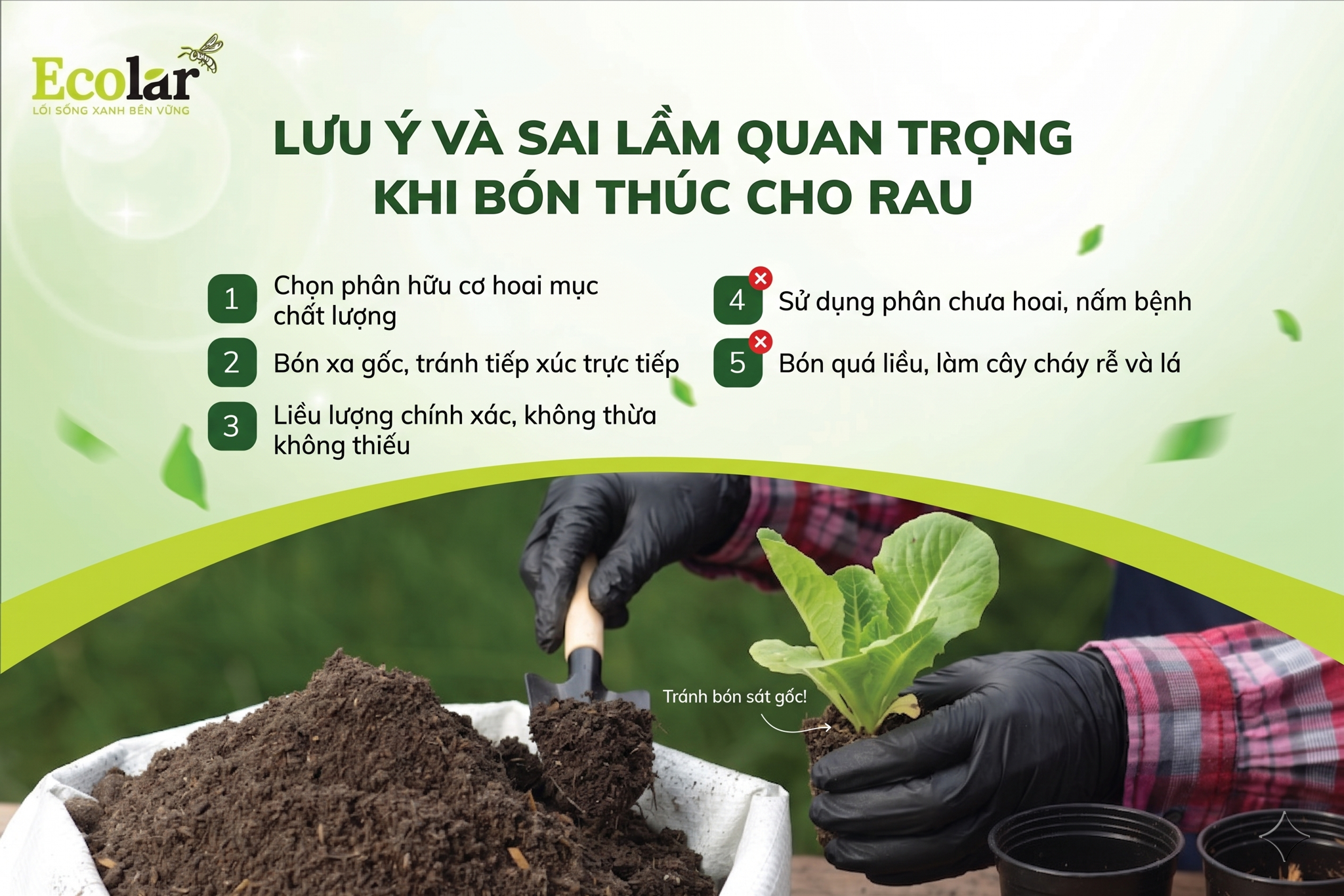 Những Lưu Ý Quan Trọng và Sai Lầm Cần Tránh Khi Bón Thúc Cho Rau