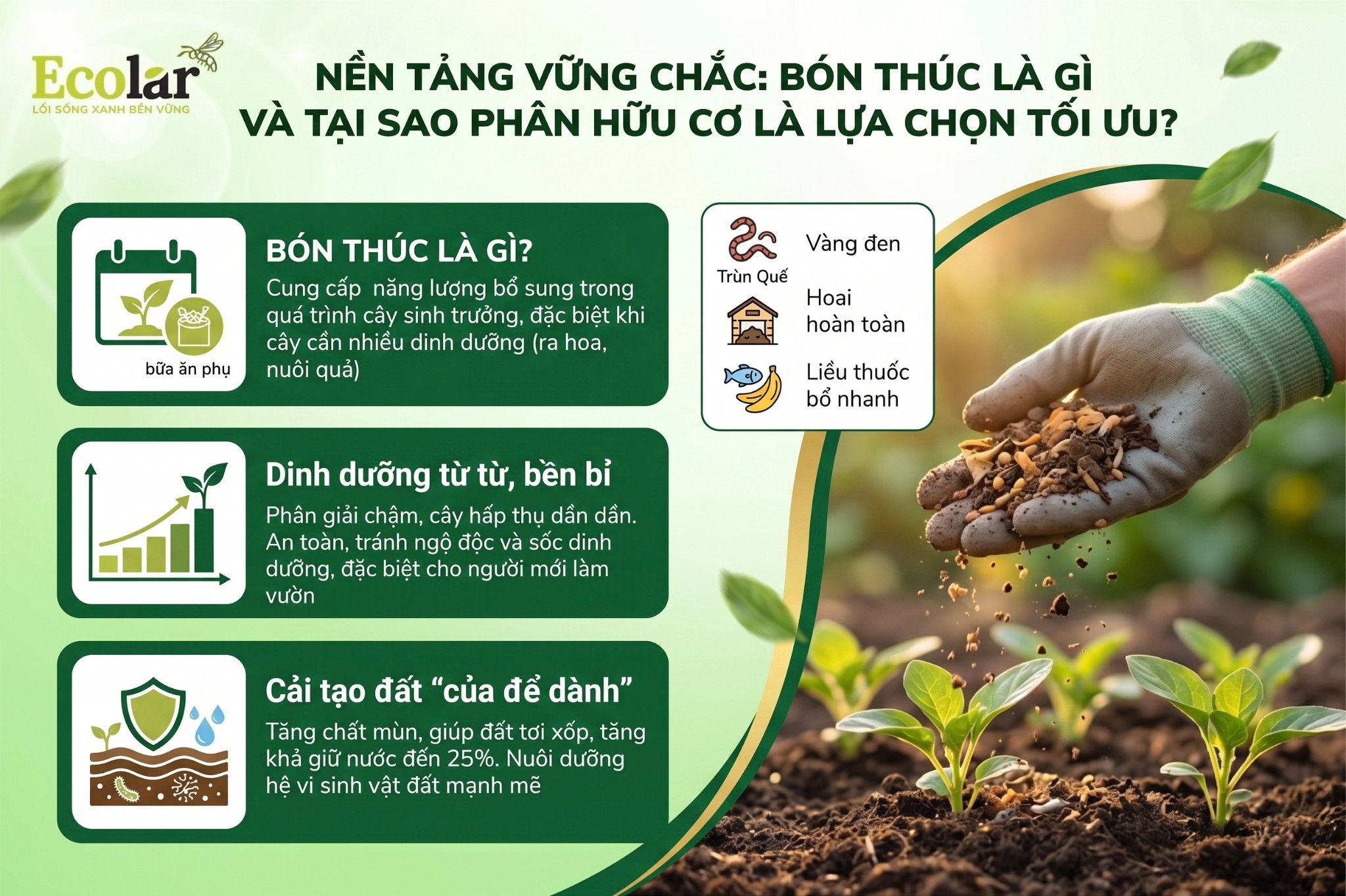 Nền Tảng Vững Chắc: Bón Thúc Là Gì và Tại Sao Phân Hữu Cơ Là Lựa Chọn Tối Ưu?