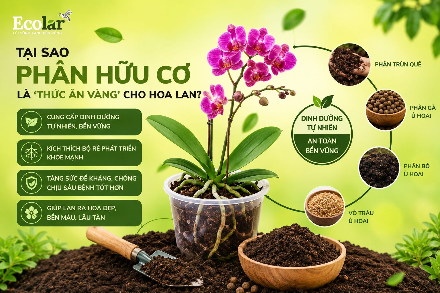 Tại Sao Phân Hữu Cơ Là 'Thức Ăn Vàng' Cho Hoa Lan?