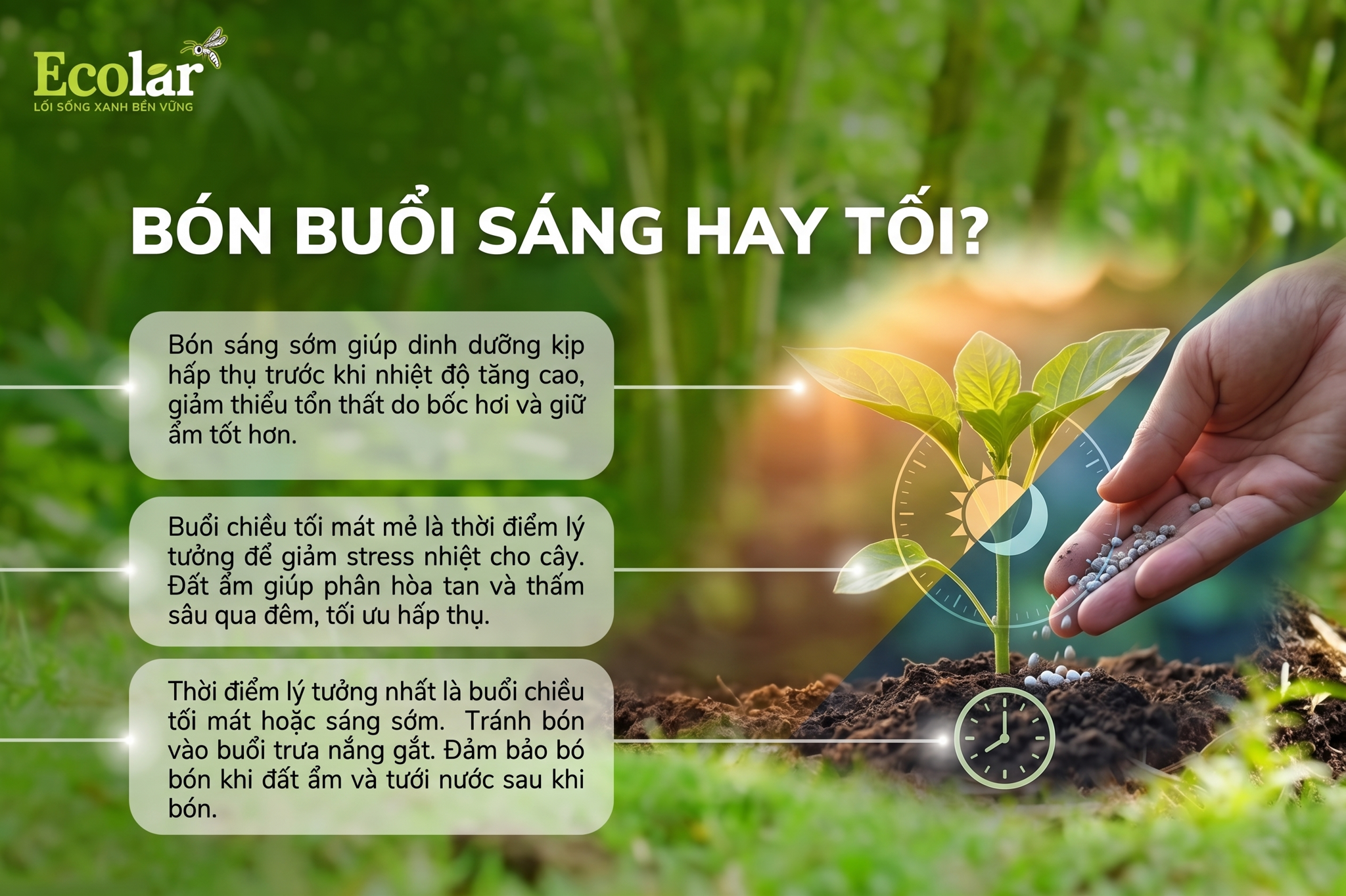 Thời điểm trong ngày: Bón phân hữu cơ vào buổi sáng hay chiều tối?