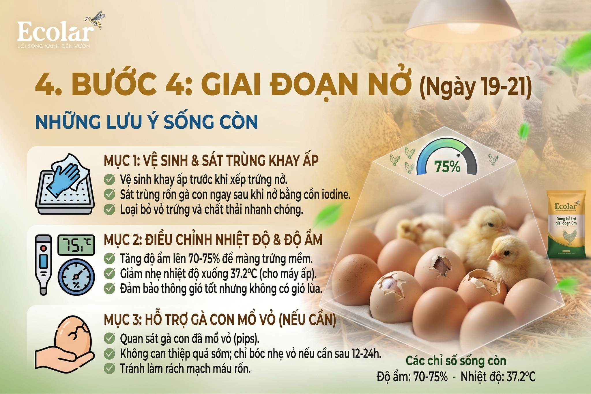 Bước 4: Giai Đoạn Nở (Ngày 19 - 21) - Những Lưu Ý Sống Còn