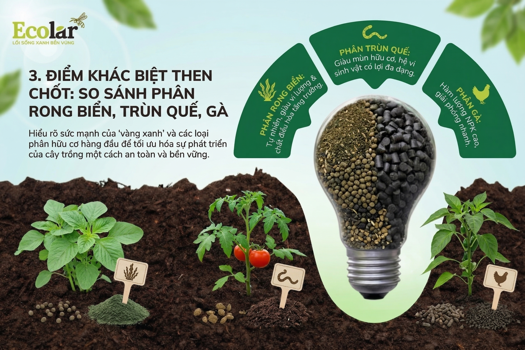 Phân Rong Biển vs. Phân Trùn Quế, Phân Gà