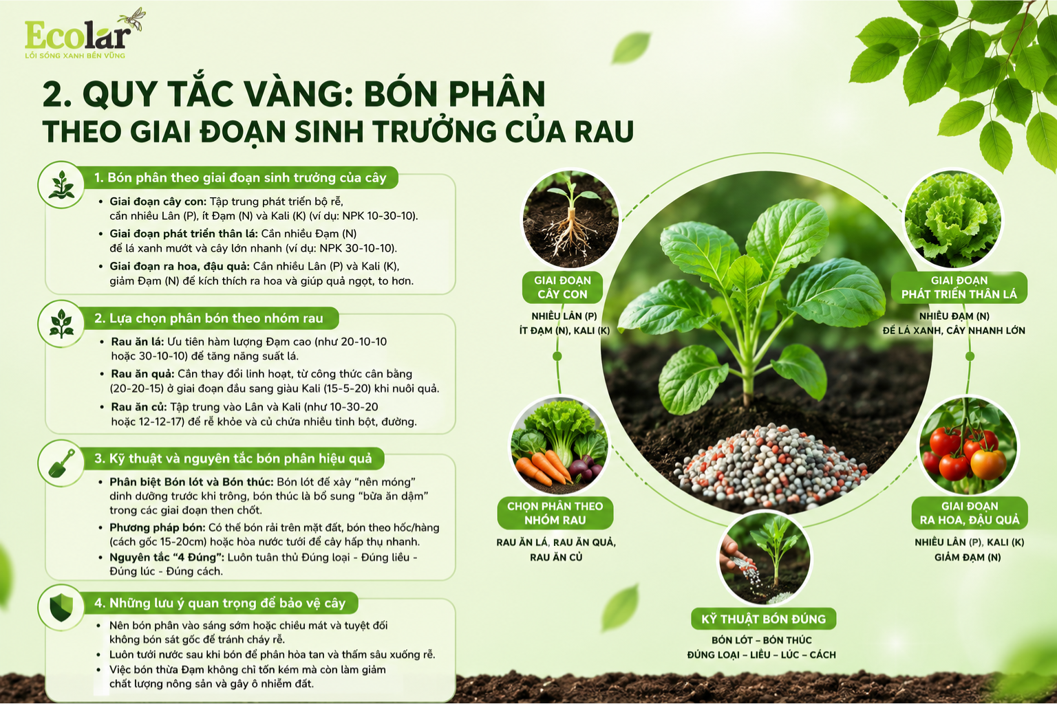 Quy Tắc Vàng: Bón Phân Theo Giai Đoạn Sinh Trưởng Của Rau