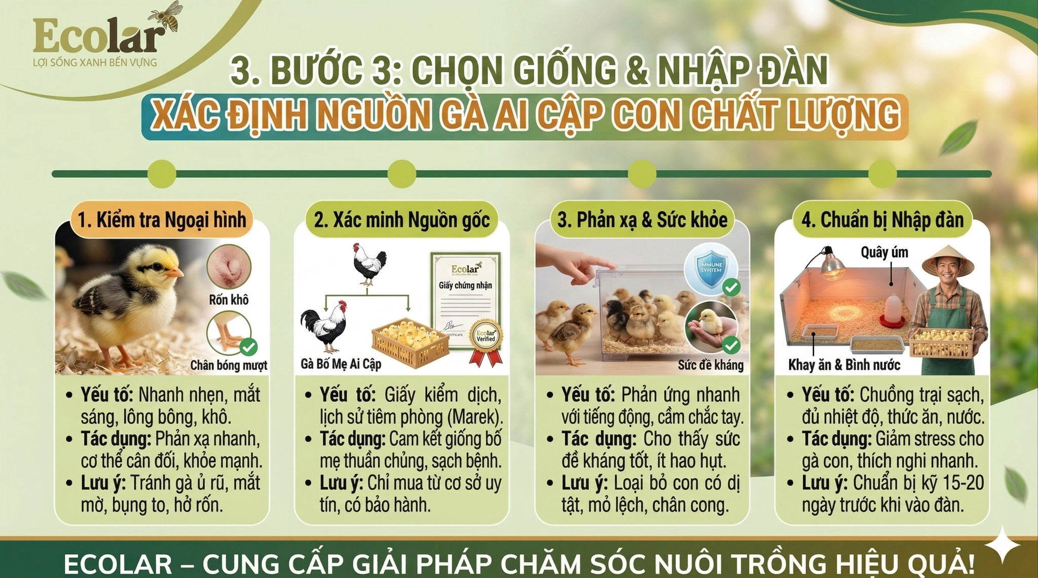 Chọn Giống & Nhập Đàn - Tìm Nguồn Gà Ai Cập Con Chất Lượng