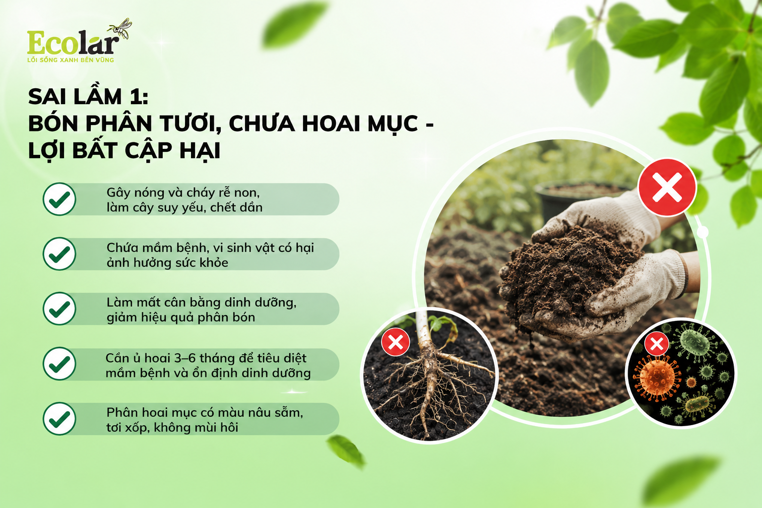 Sai lầm 1: Bón Phân Tươi, Chưa Hoai Mục - Lợi Bất Cập Hại