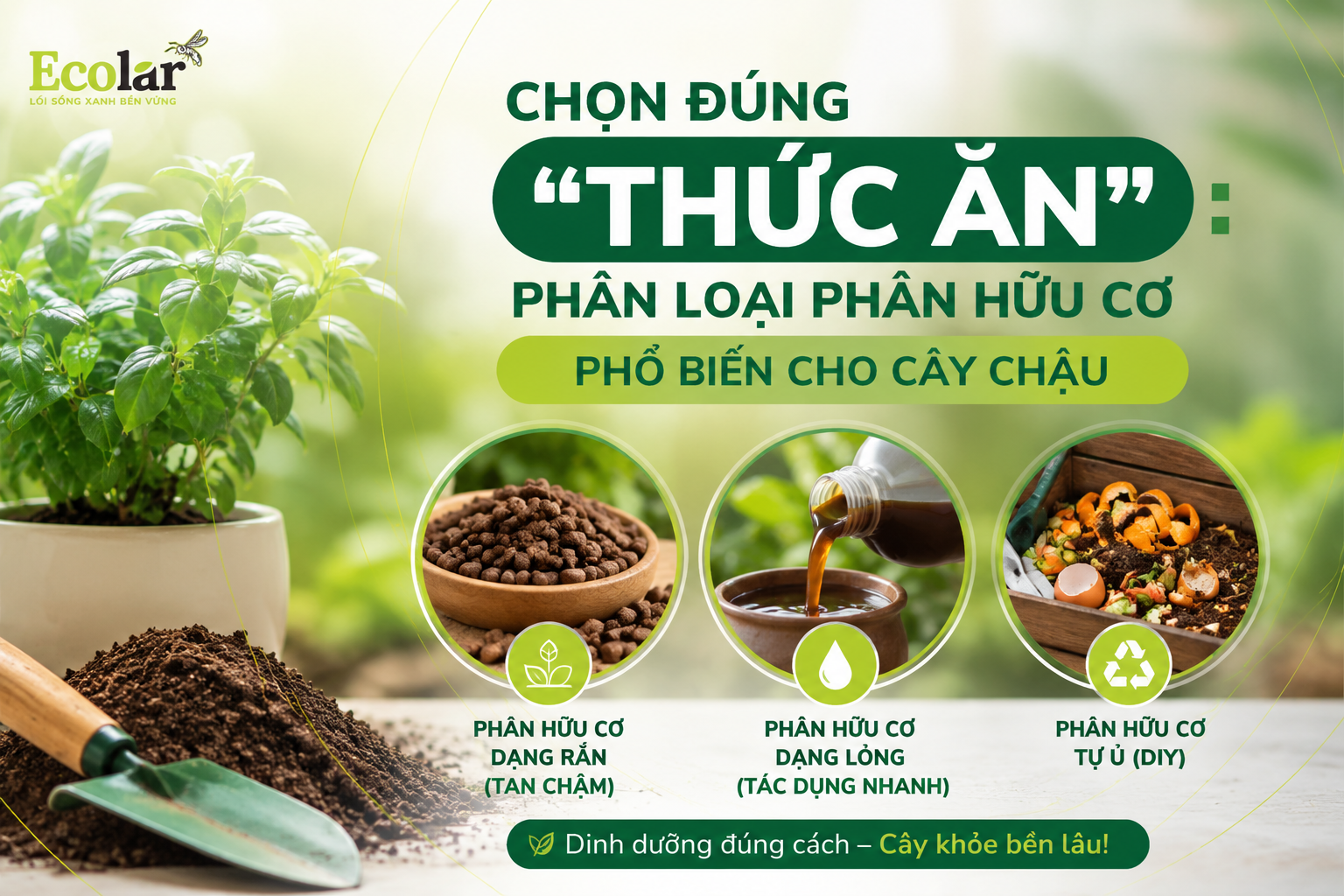 Chọn Đúng 'Thức Ăn': Phân Loại Các Dạng Phân Hữu Cơ Phổ Biến Cho Cây Chậu