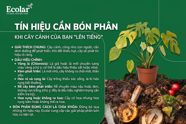 Khi Nào Cây Cảnh Của Bạn 'Gửi Tín Hiệu' Cần Bón Phân?