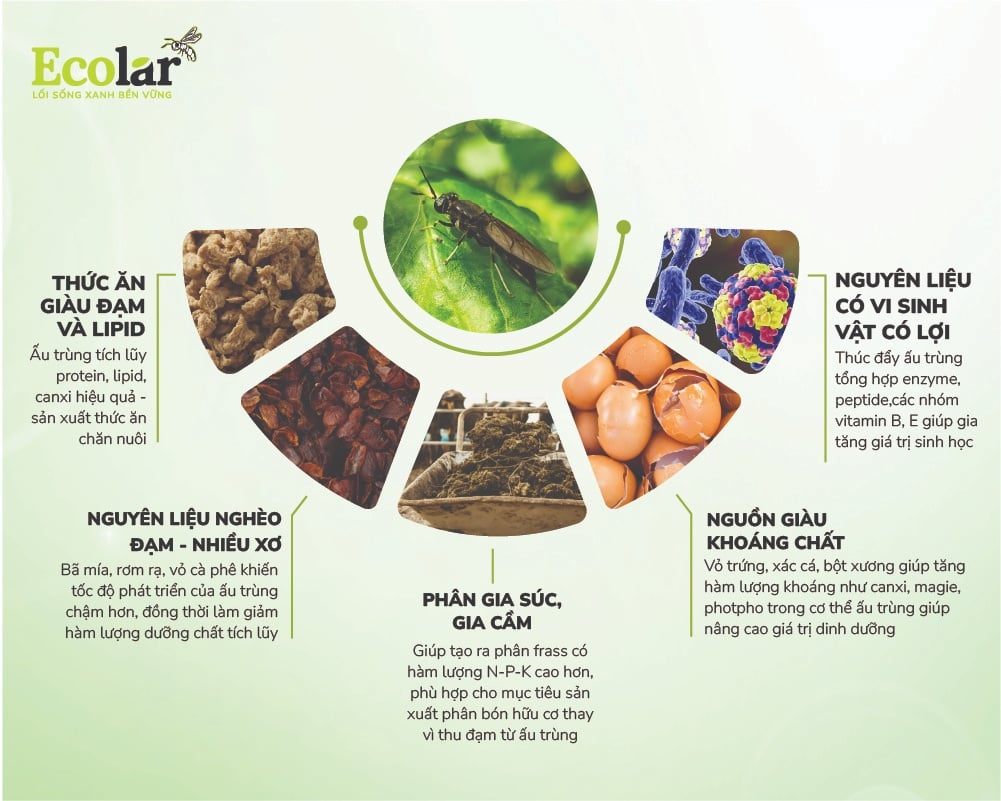 Loại thức ăn đầu vào của ấu trùng ruồi lính đen