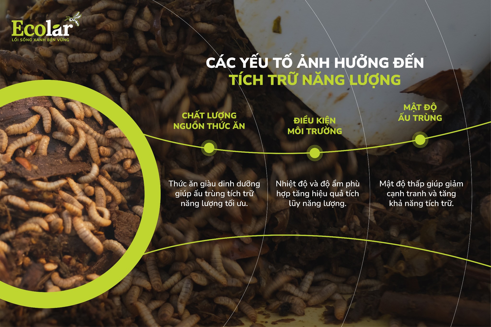 các yếu tố ảnh hưởng đến sinh trưởng của ấu trùng