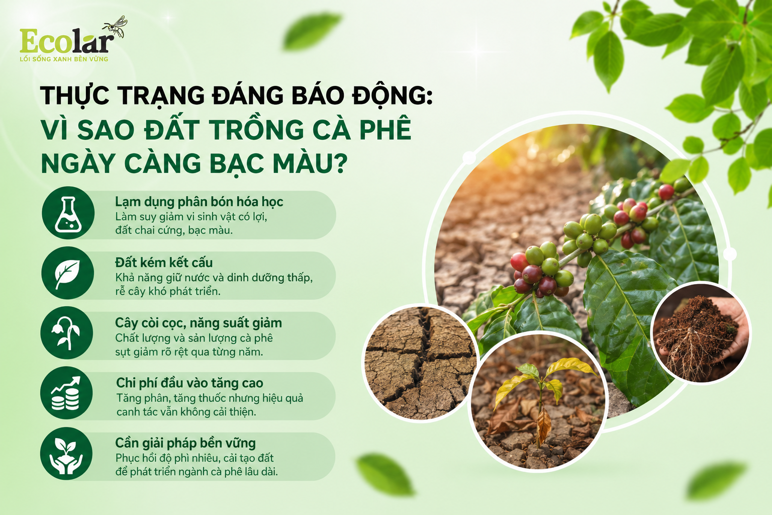 Thực Trạng Đáng Báo Động: Vì Sao Đất Trồng Cà Phê Ngày Càng Bạc Màu?