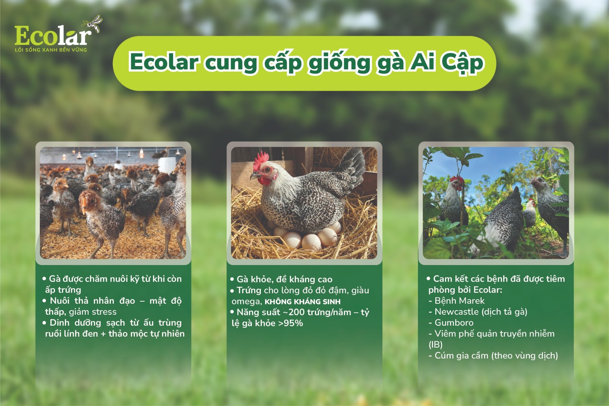 ai cập vằn