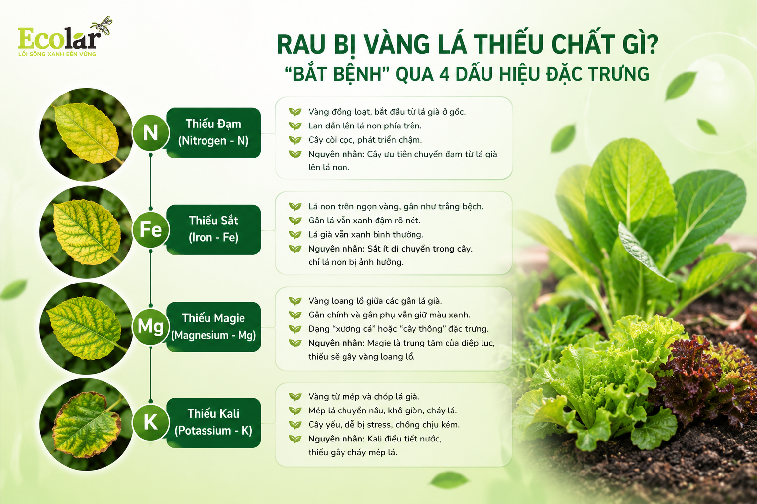 Rau Bị Vàng Lá Thiếu Chất Gì? 'Bắt Bệnh' Qua 4 Dấu Hiệu Đặc Trưng