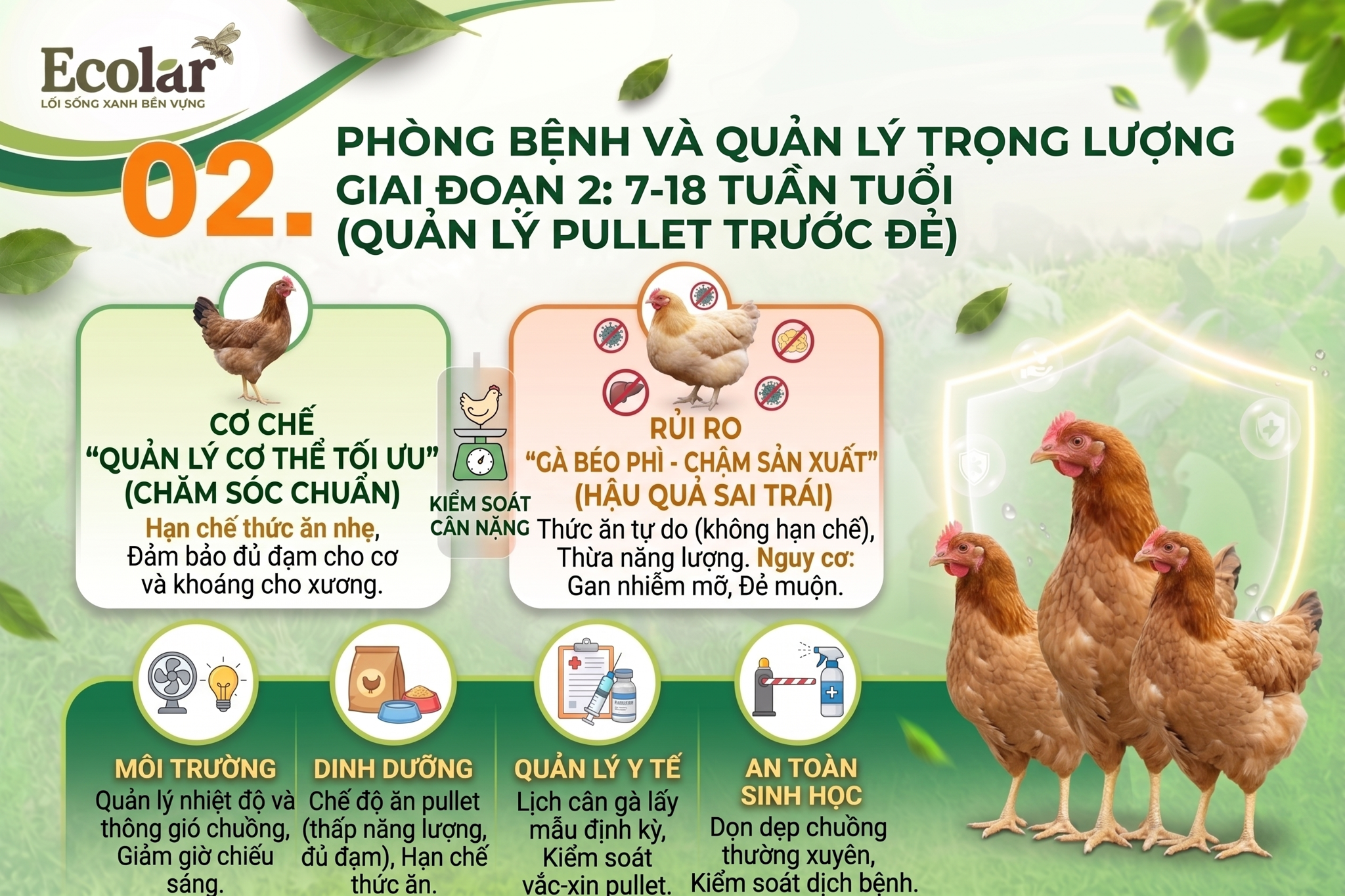 Kiểm Soát Trọng Lượng, Chuẩn Bị Cho Chu Kỳ Đẻ