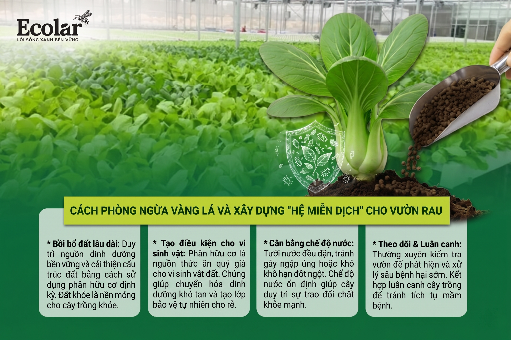 Phòng Ngừa Vàng Lá Tái Phát - Xây Dựng 'Hệ Miễn Dịch' Cho Vườn Rau