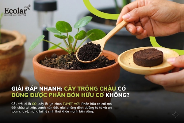 Giải Đáp Nhanh: Cây Trồng Chậu Có Dùng Được Phân Bón Hữu Cơ Không?