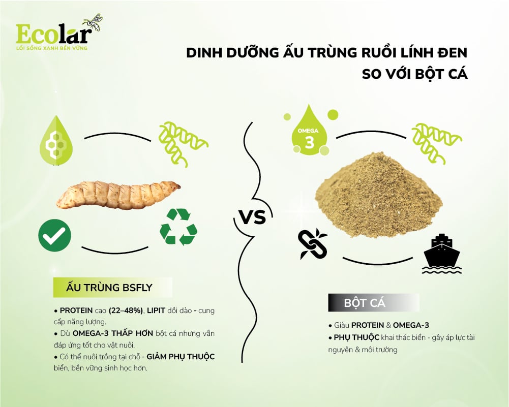 Dinh dưỡng ấu trùng ruồi lính đen so với bột cá