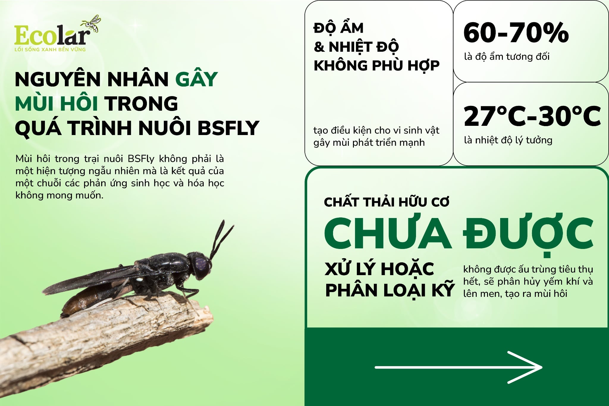 Nguyên nhân gây mùi hôi trong quá trình nuôi BSFly