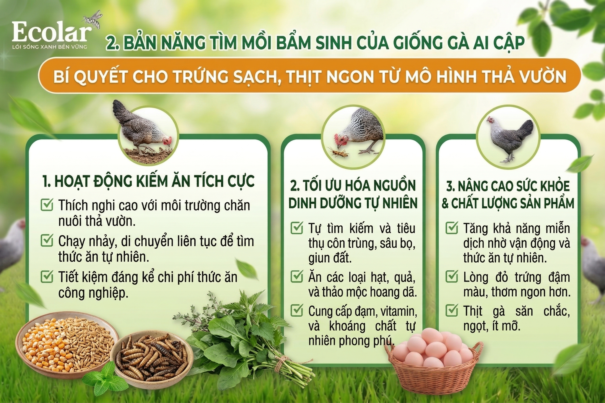 Bản năng tìm mồi bẩm sinh của giống gà Ai Cập