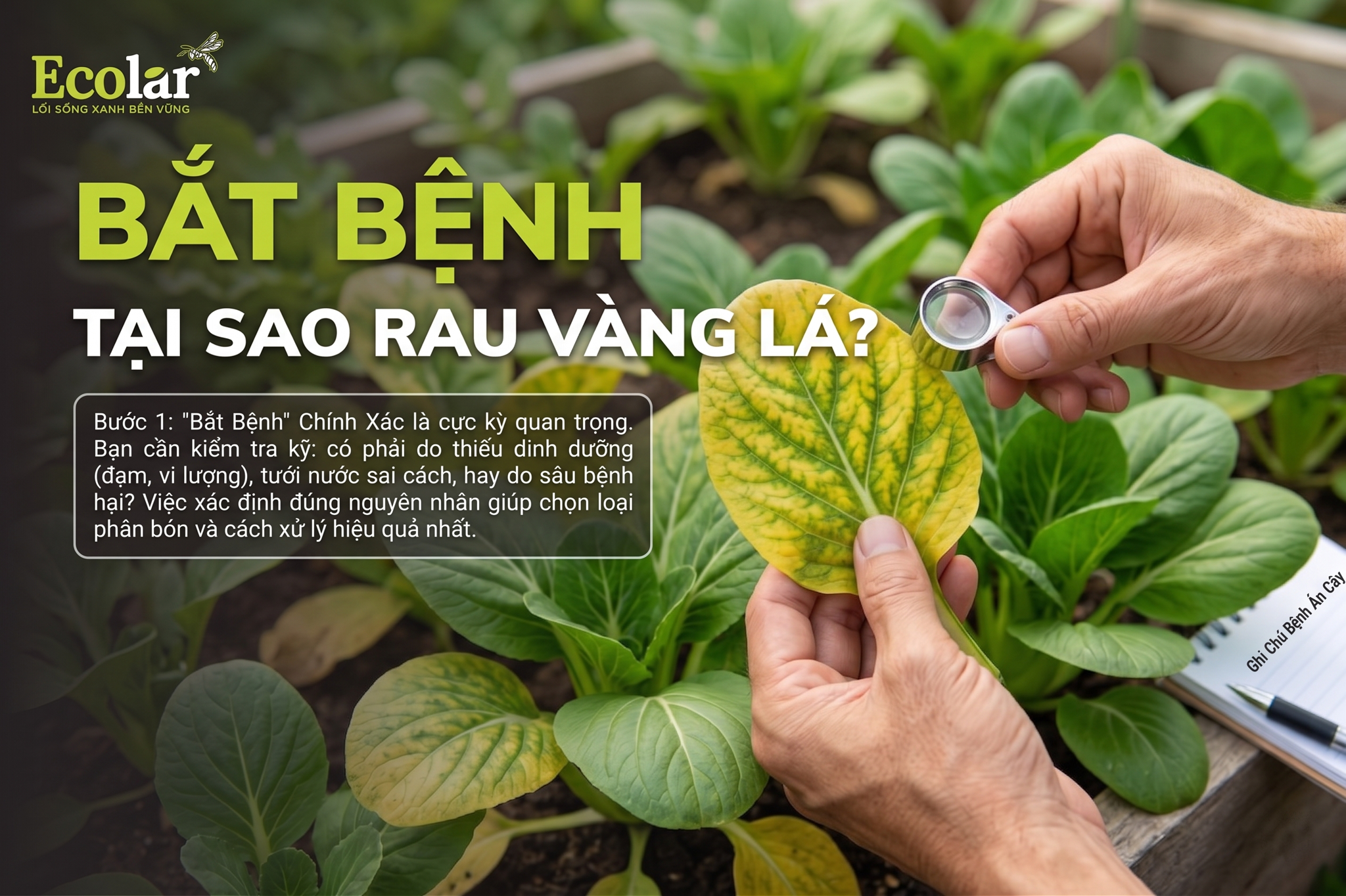 'Bắt Bệnh' Chính Xác - Tại Sao Rau Bị Vàng Lá?