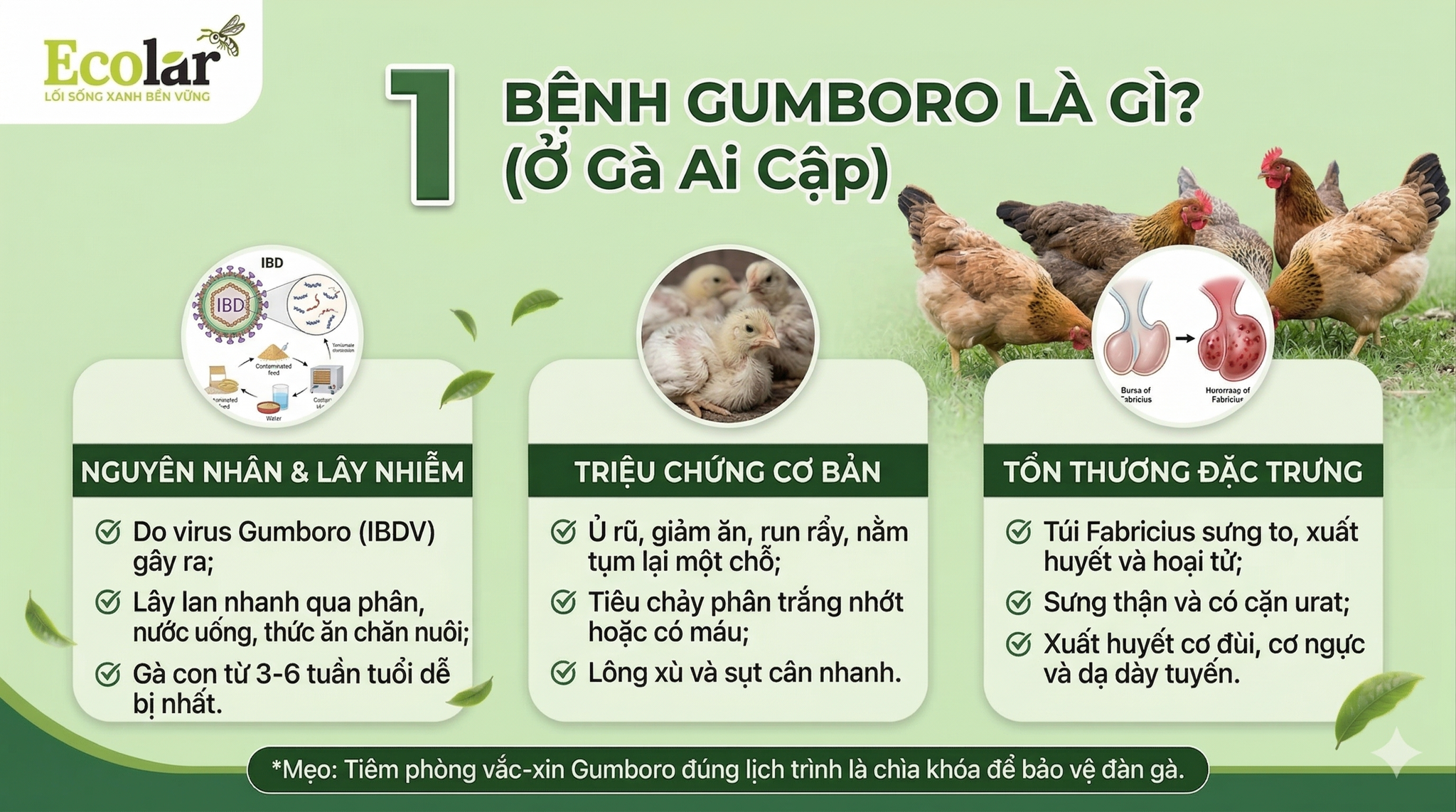 benh-gumboro-o-ga-ai-cap-la-gi_6eaaba55452e4b70936cc36067c215db.png