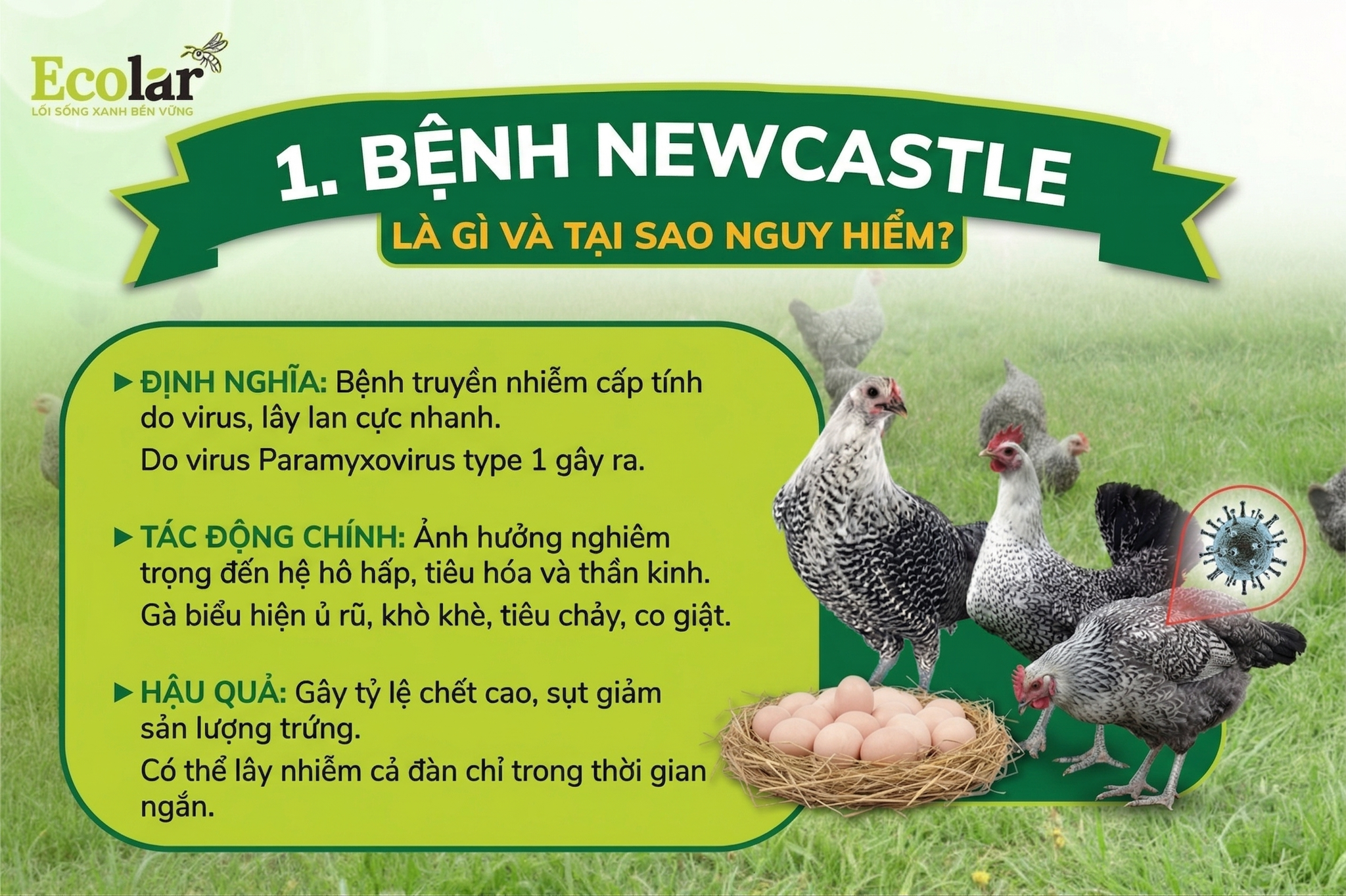 benh-newcastle_1b61facfa4d14bab93c2dfc684af69c8.png