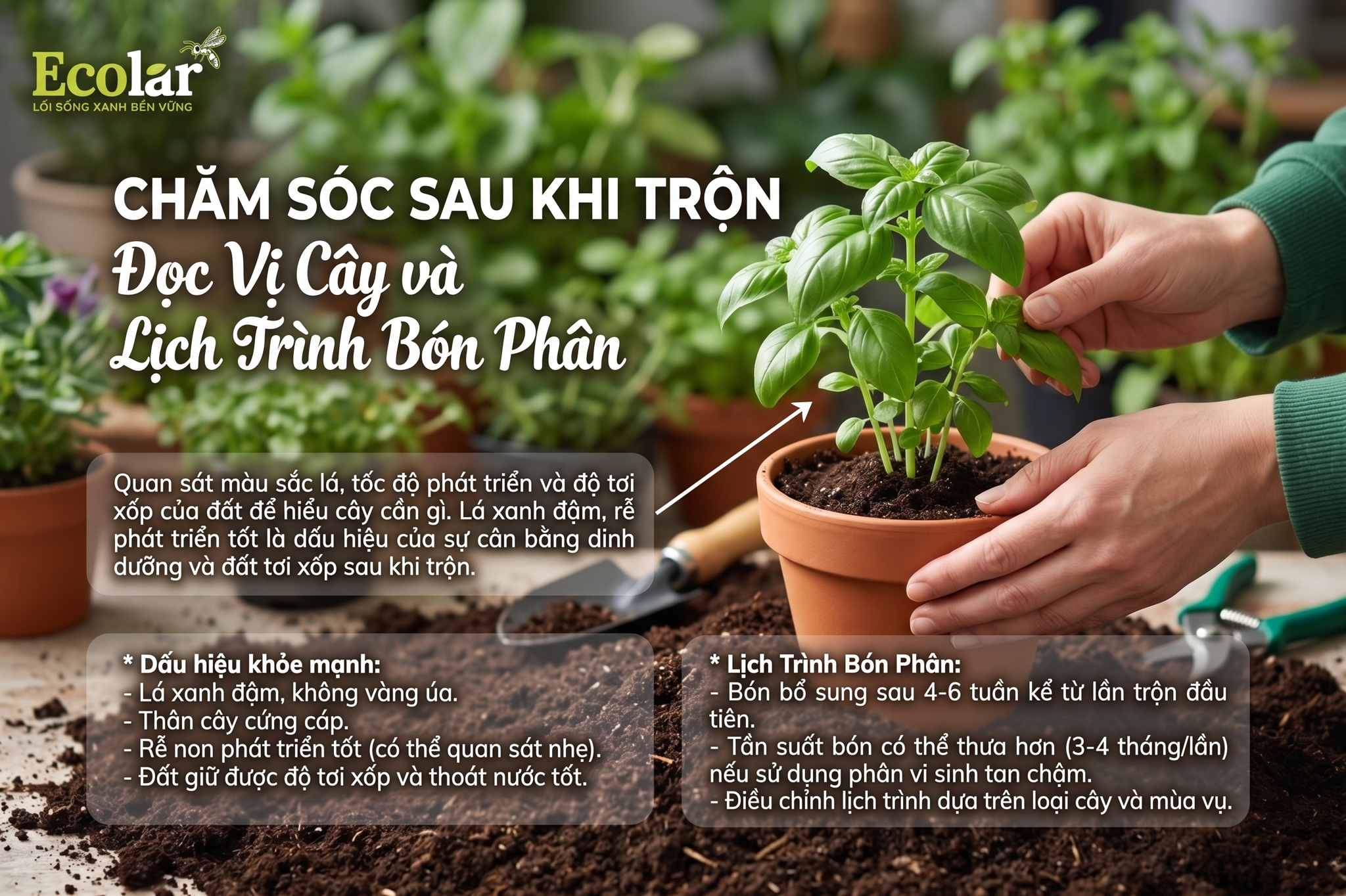 Chăm Sóc Sau Khi Trộn: Đọc Vị Cây và Lịch Trình Bón Phân
