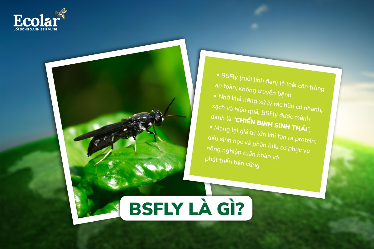 bsfly-la-gi