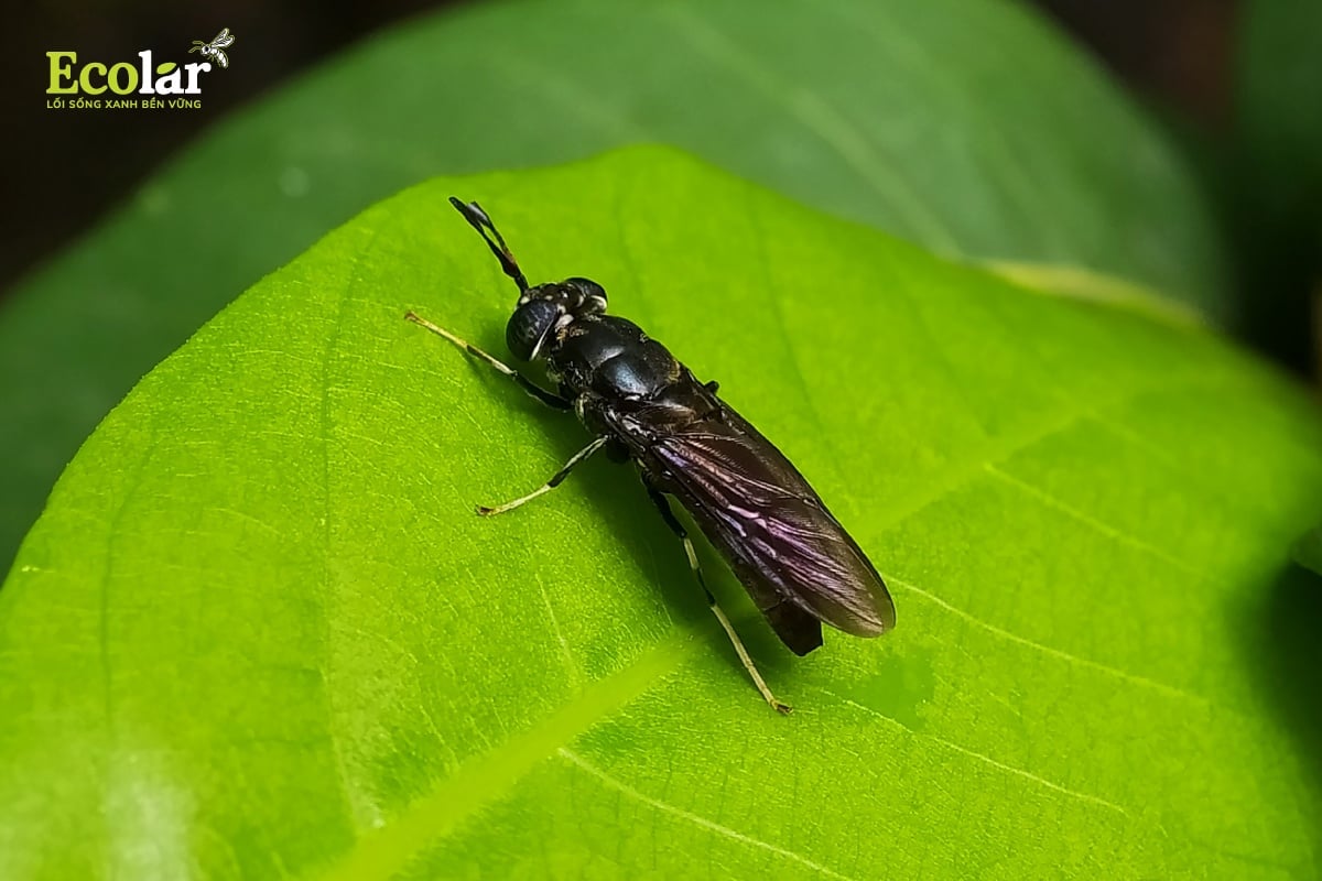 BSFly Là Gì? Quá Trình Nuôi BSFly để lấy protein làm thức ăn thú Cưng