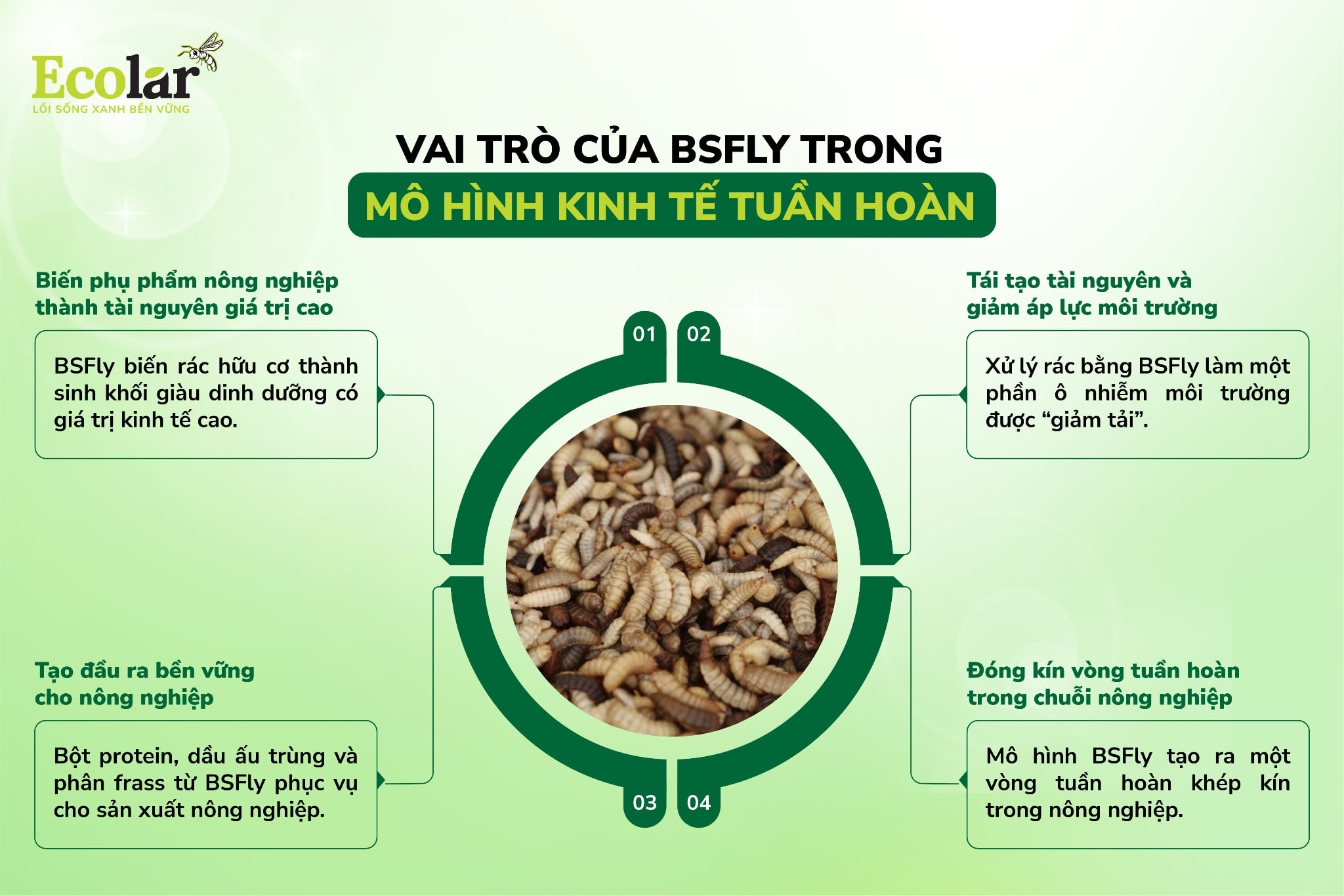 vai trò cùa bsfly trong kinh tế tuần hoàn