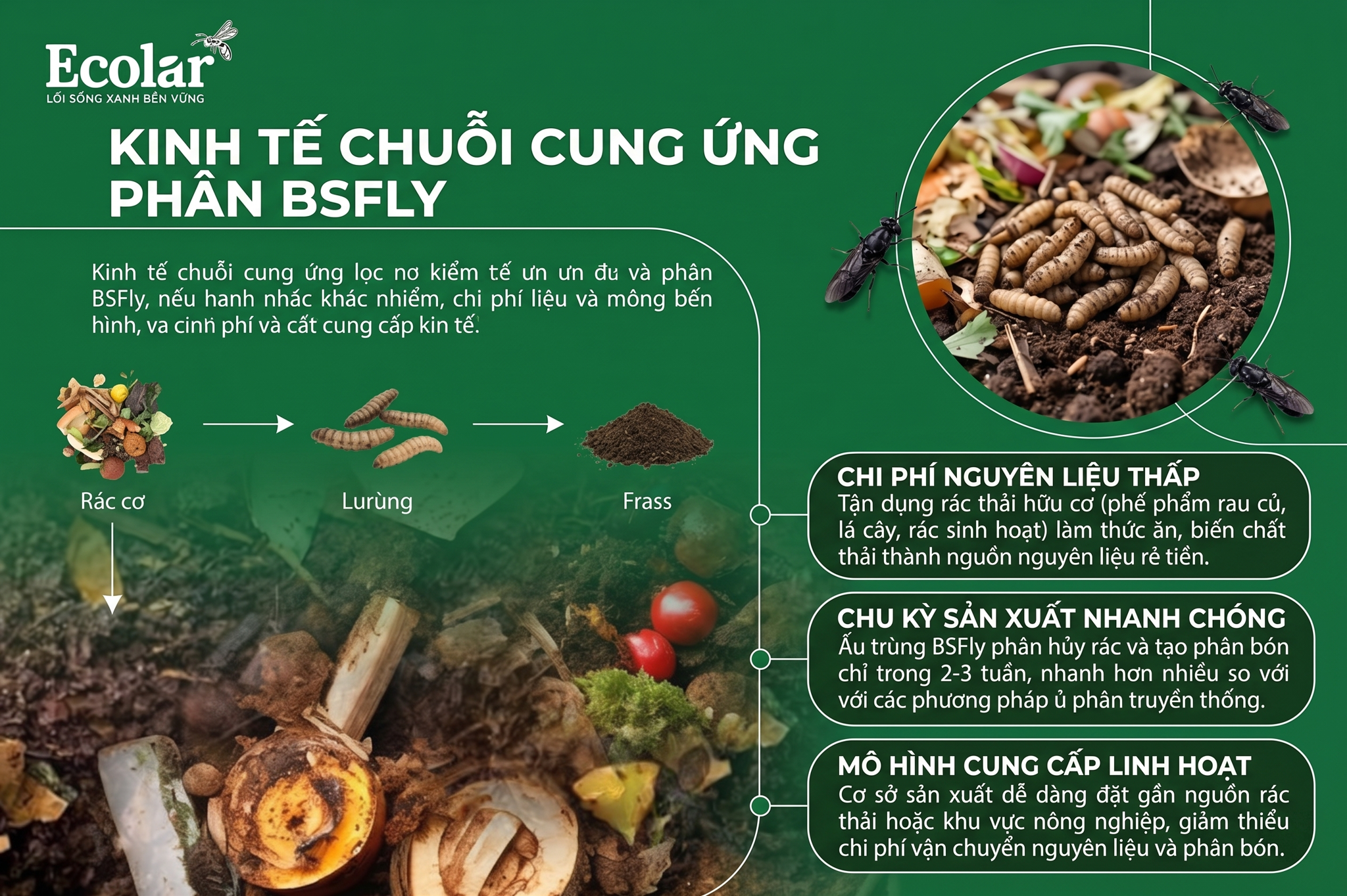 Kinh tế chuỗi cung ứng: Vì sao BSFly có thể khác biệt về chi phí và mô hình cung cấp?