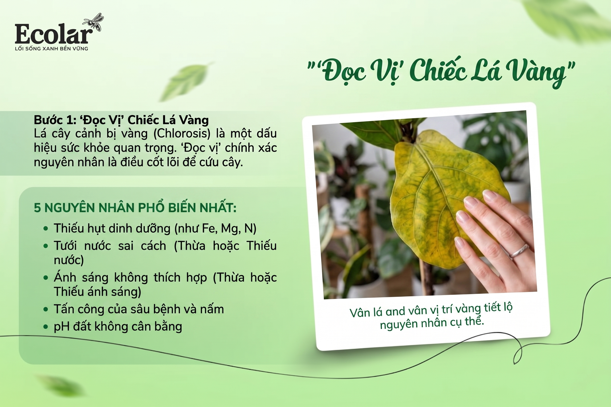 Bước 1: 'Đọc Vị' Chiếc Lá Vàng - 5 Nguyên Nhân Phổ Biến Nhất