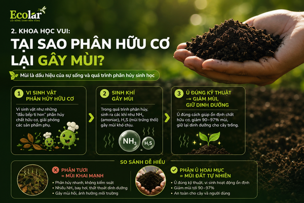Khoa Học Vui: Tại Sao Phân Hữu Cơ Lại Gây Mùi?