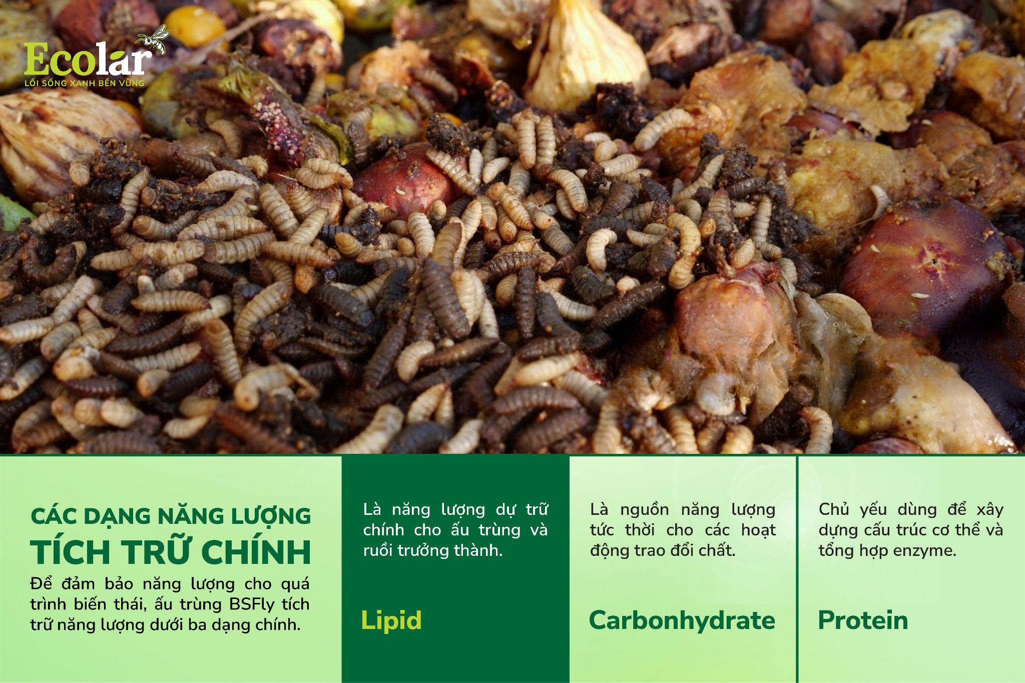 các dạng năng lượng tích trữ của ấu trùng