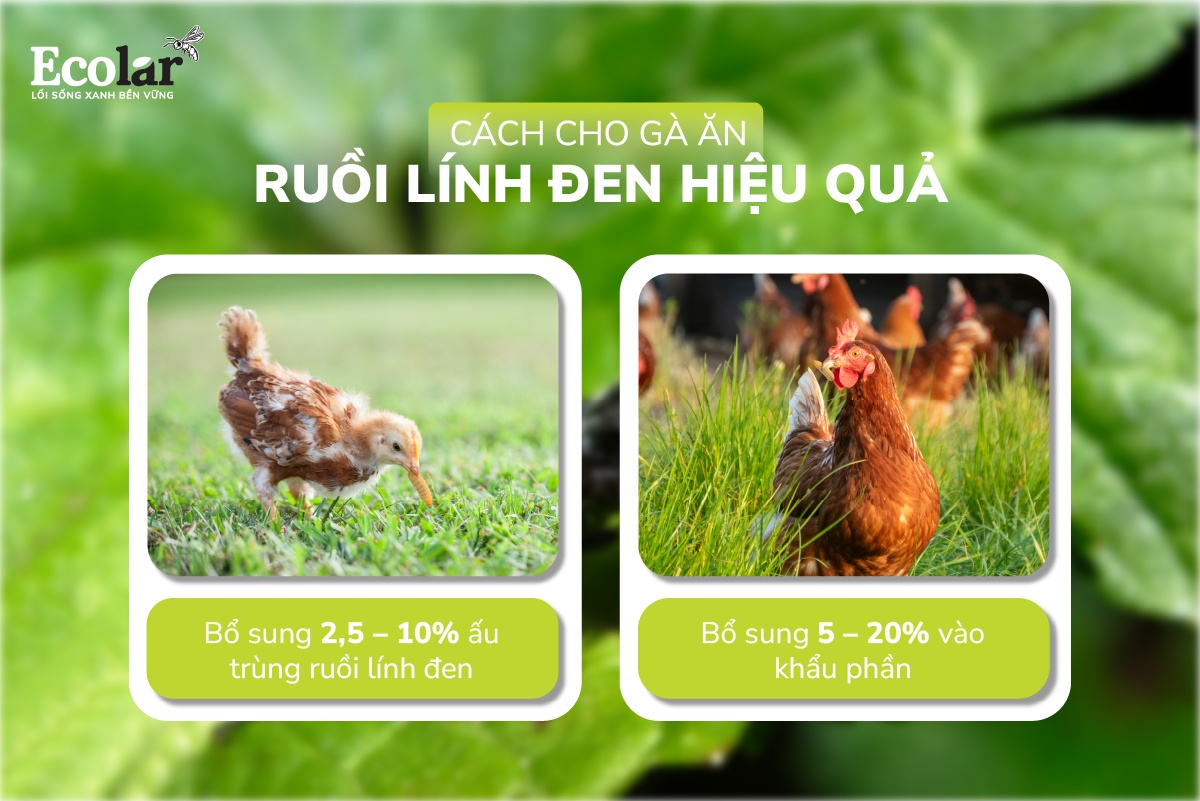 Cách cho gà ăn ruồi lính đen hiệu quả