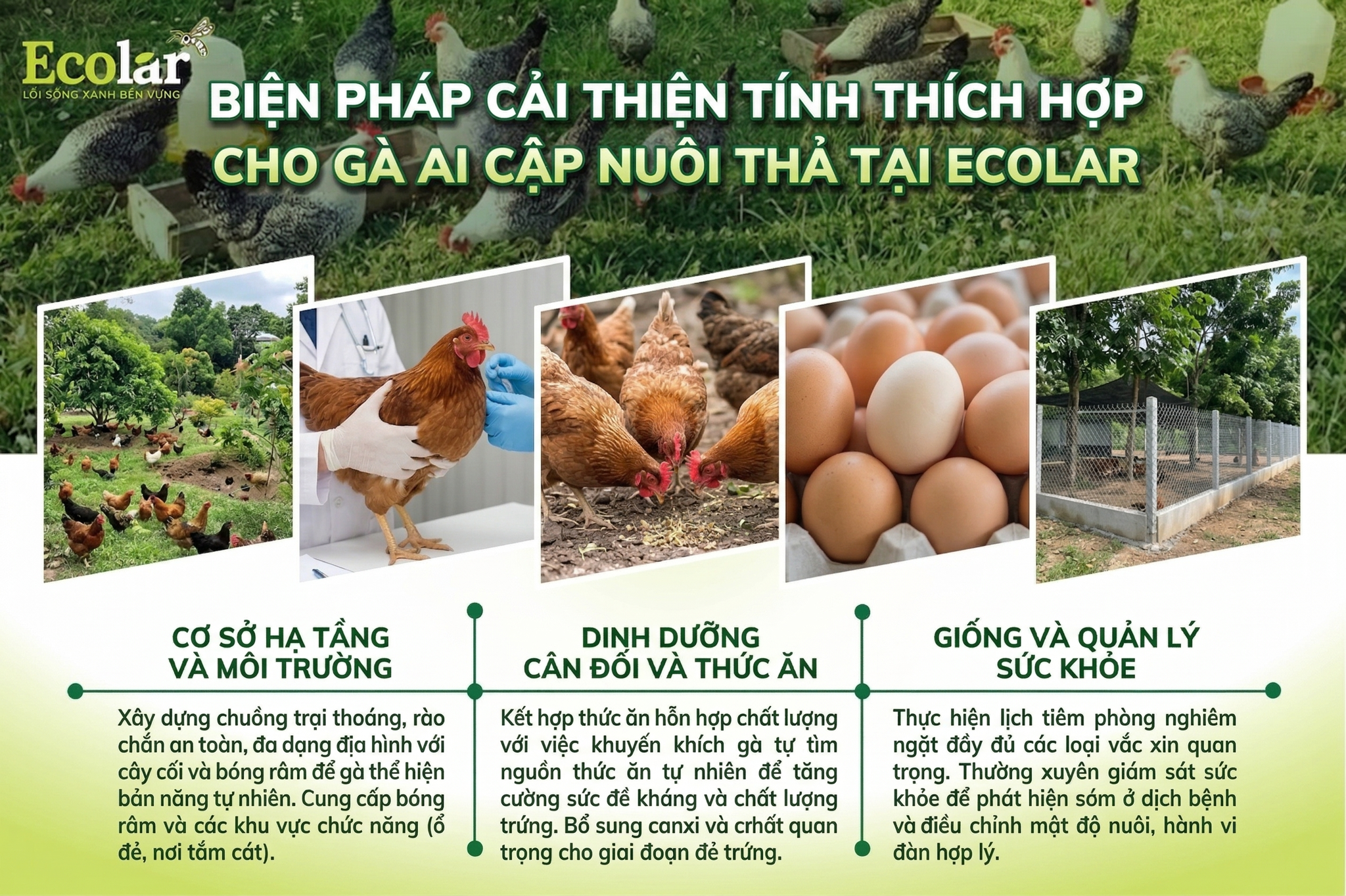 cai-thien-tinh-thich-hop-cho-nuoi-tha_4d092030718b45b7a7d50e4e312ed2e7.png