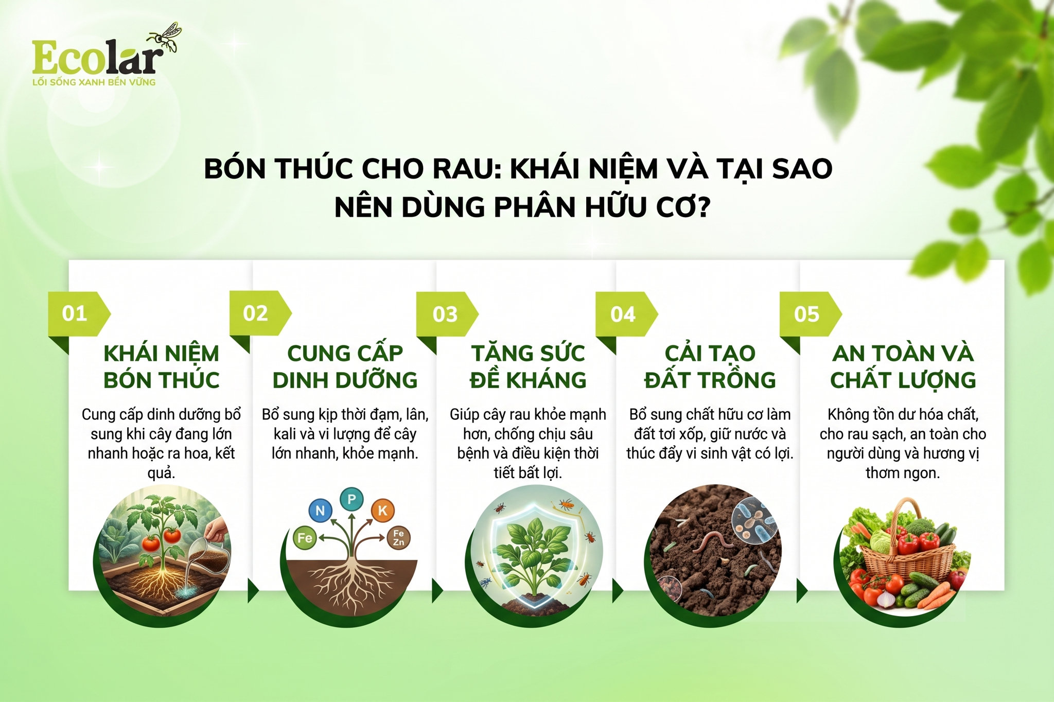 Bón Thúc Là Gì và Tại Sao Cần Bón Thúc Cho Rau Bằng Phân Hữu Cơ?