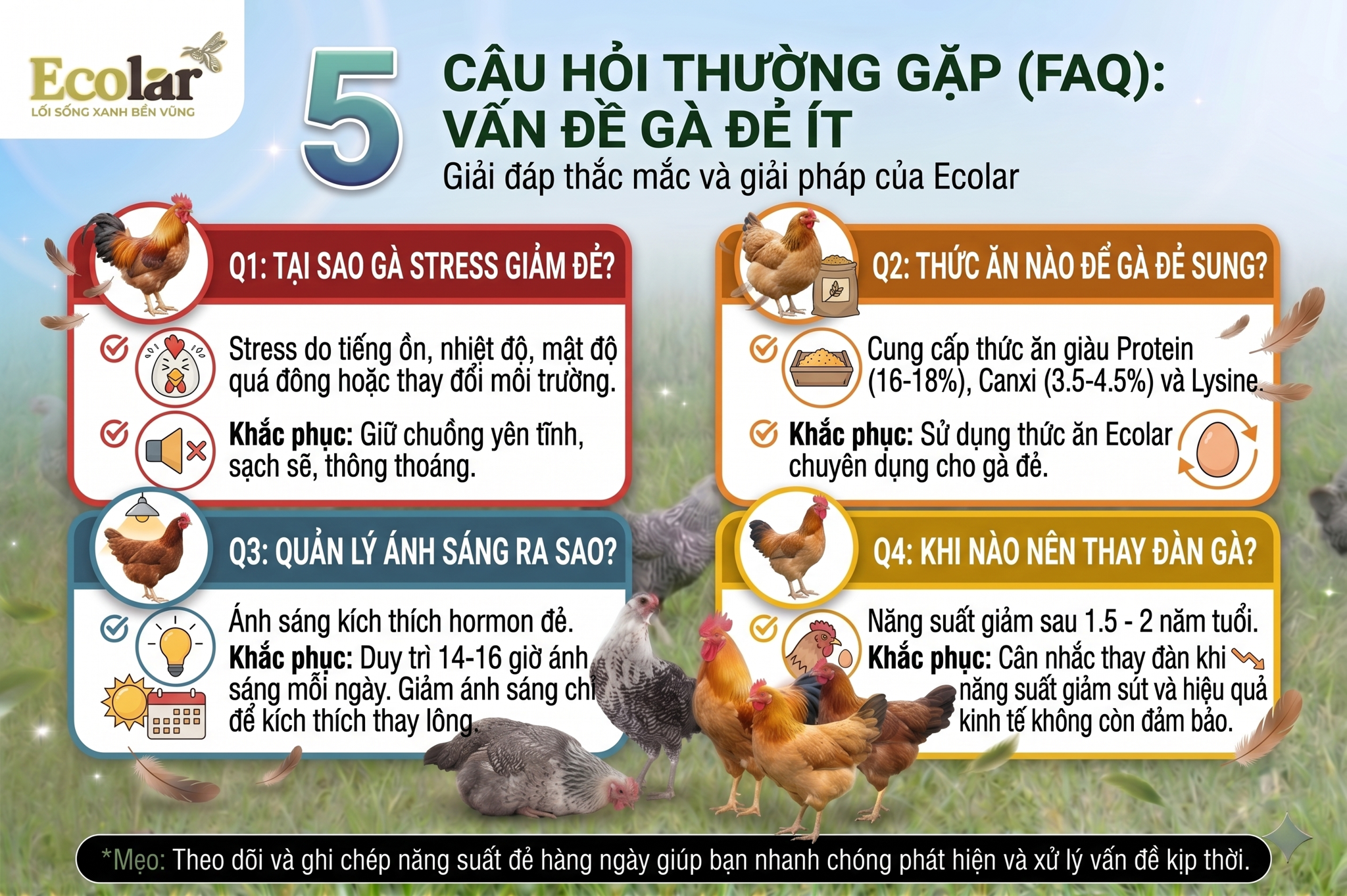 Câu Hỏi Thường Gặp Về Vấn Đề Gà Đẻ Ít